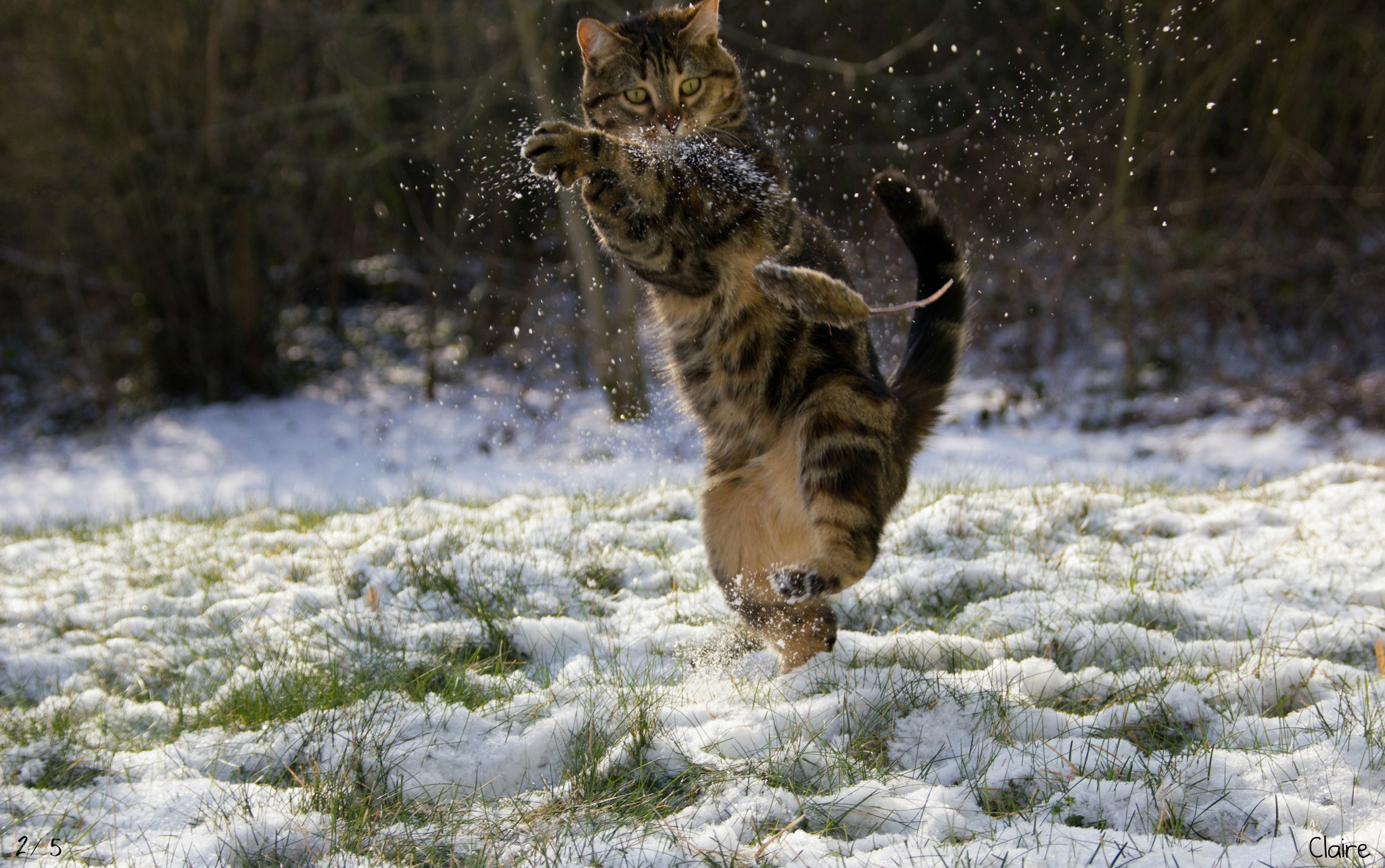 Снег весной картинки прикольные. Зимний кот. Коты зимой. Кот в снегу.
