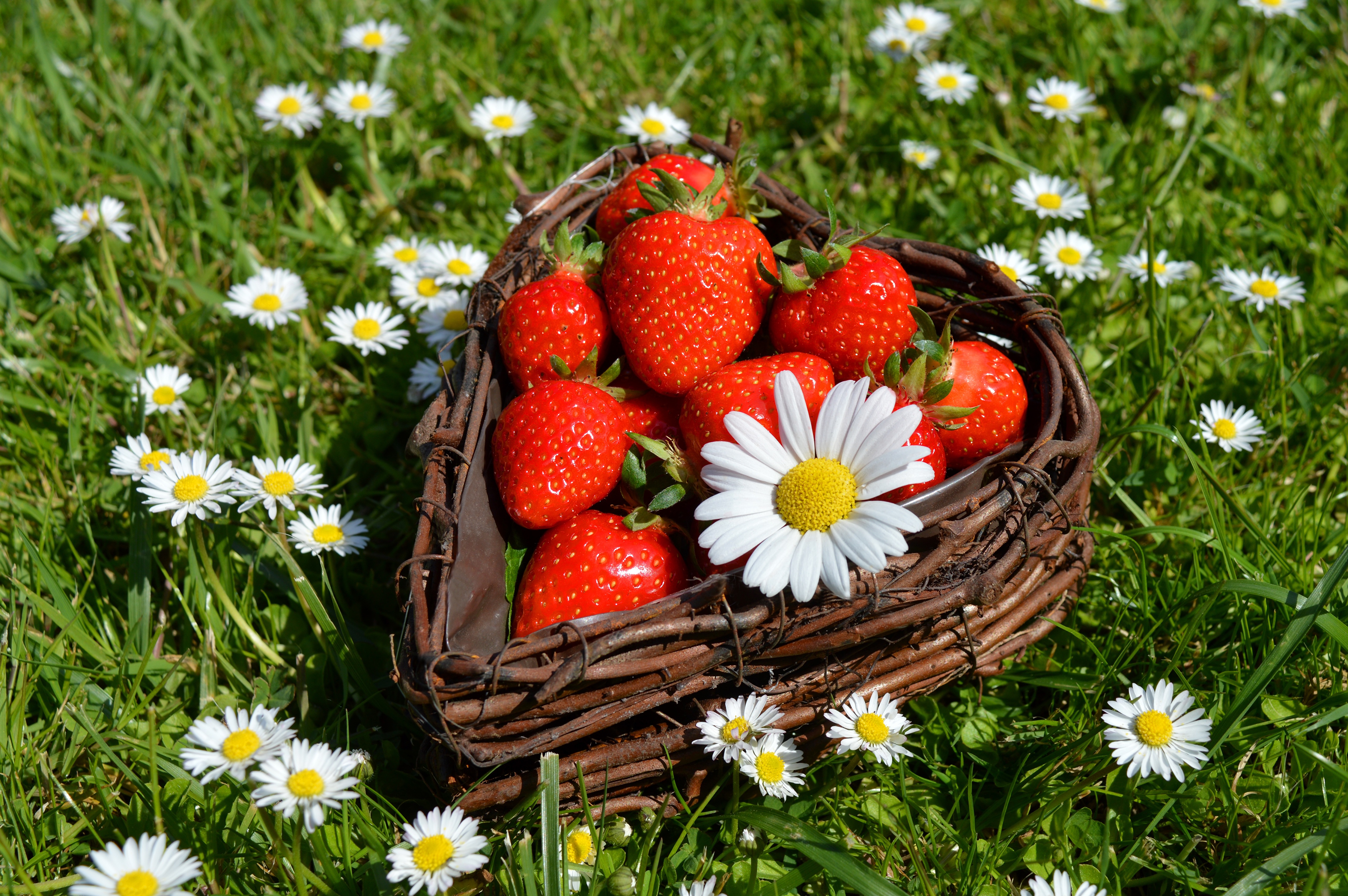 Фруктовая поляна. Летние цветы. Клубника в корзинке. Летние ягоды. Ромашки и земляника.