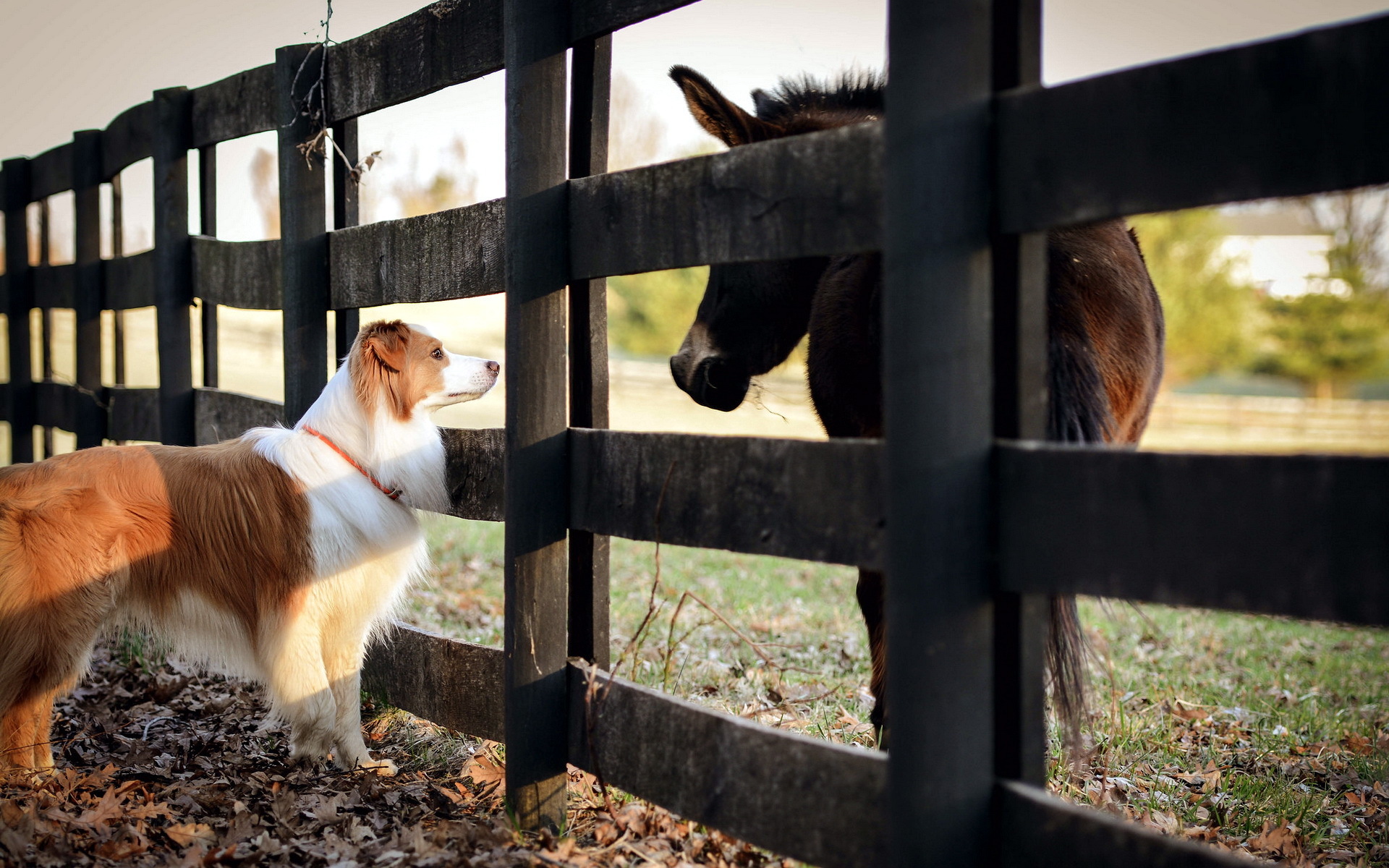 Обои для рабочего стола Австралийская овчарка Собаки Лошади Загон Scottish Sheepdog (sheltie) ограда животное 1920x1200 аусси собака лошадь загоне Забор забора забором Животные
