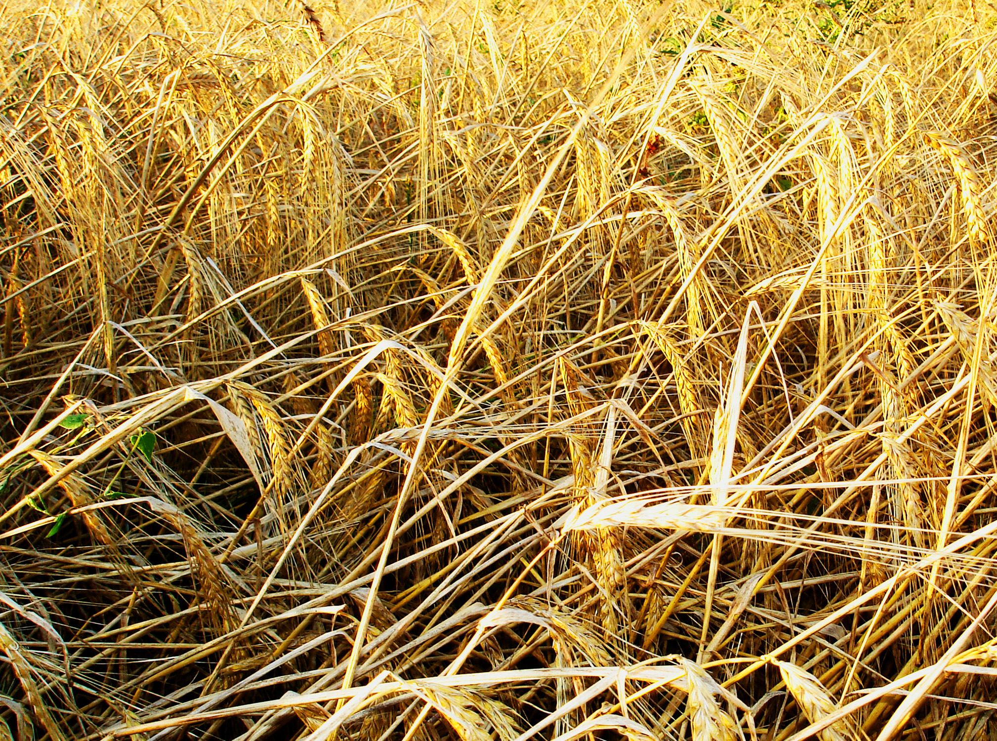 природа пшеница крупный план без смс