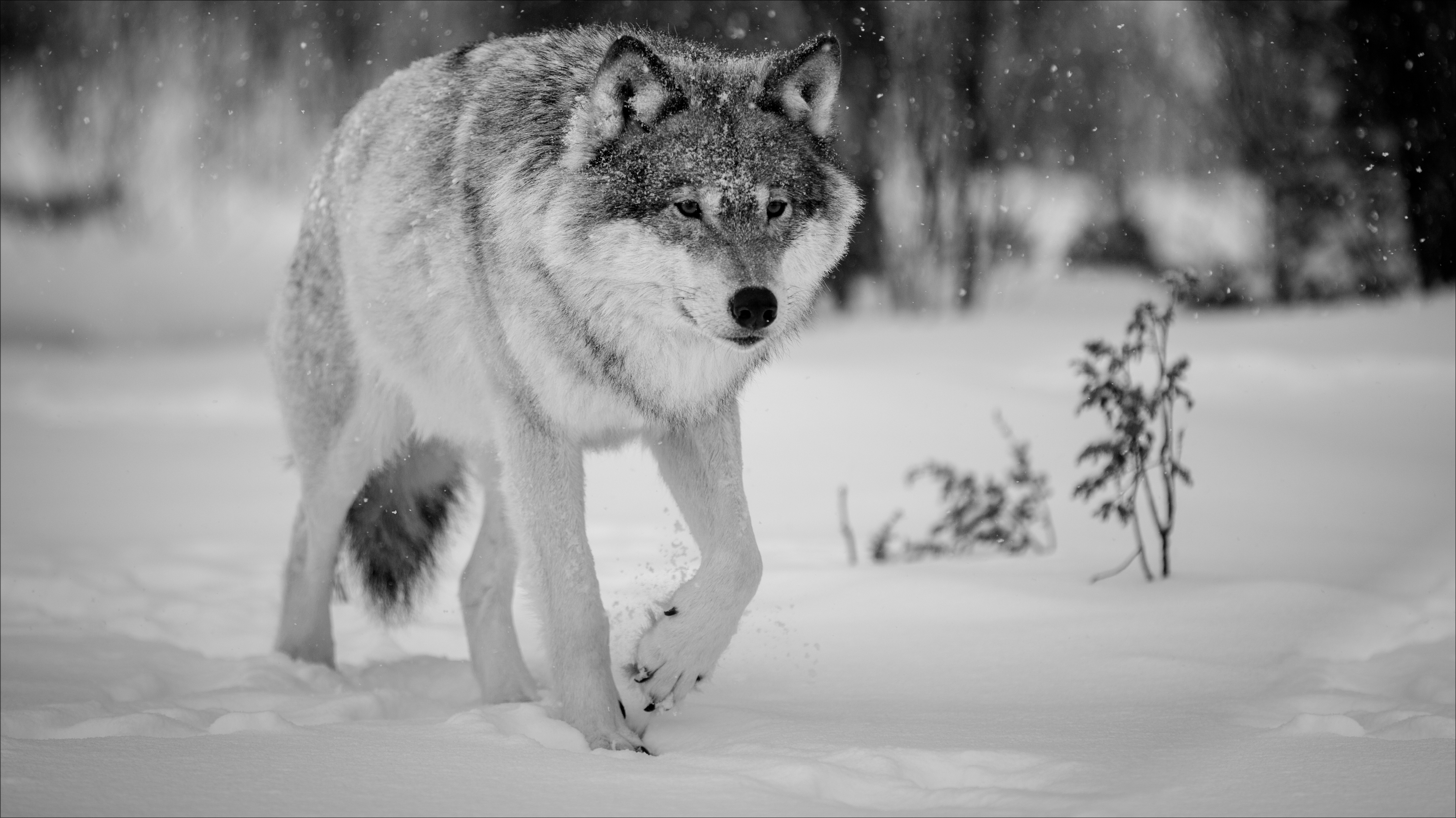 Волк в зимнем лесу загрузить