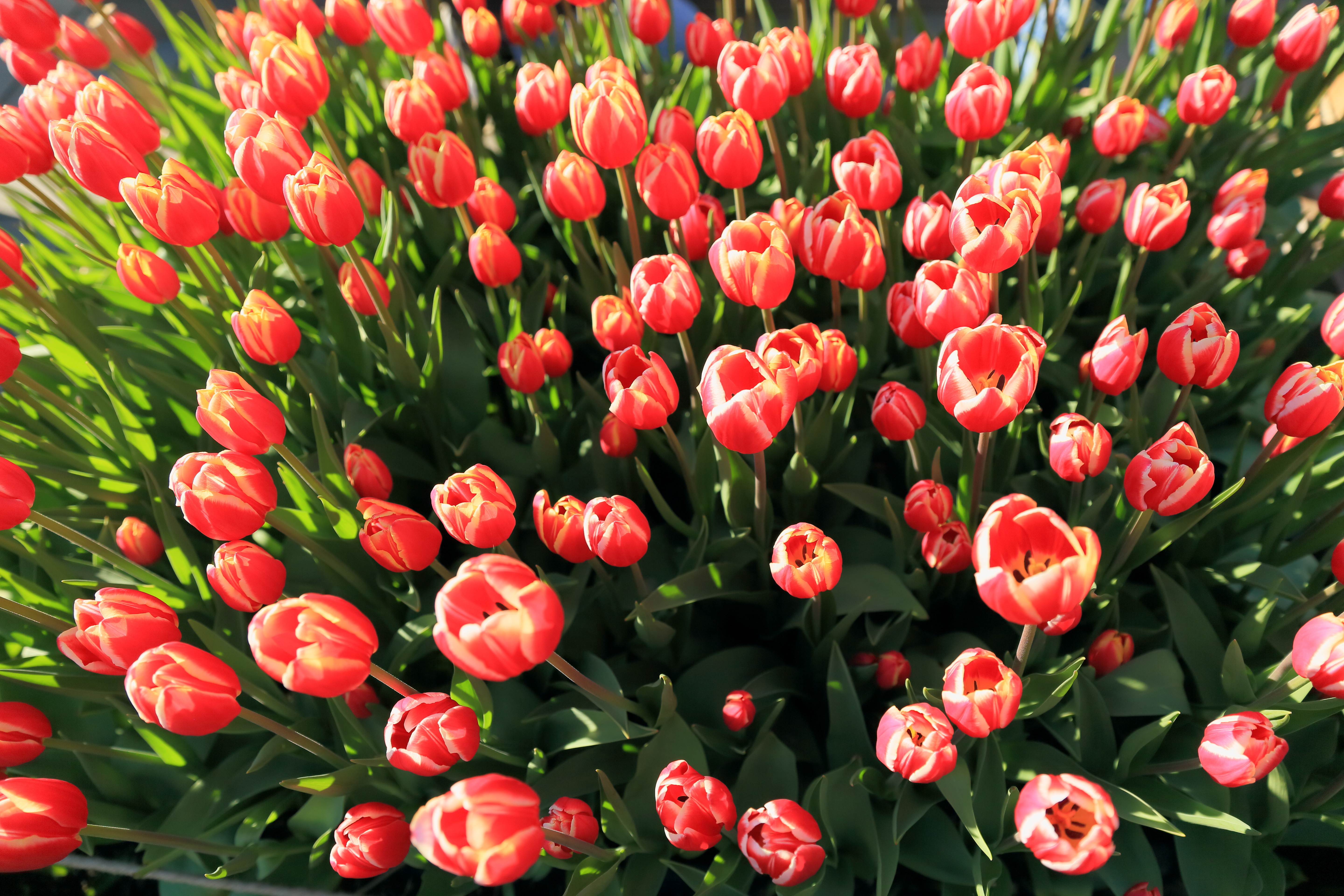 Тюльпаны картинки хорошего качества. Цветы тюльпаны. Красивые тюльпаны. Много тюльпанов. Тюльпаны на рабочий стол.