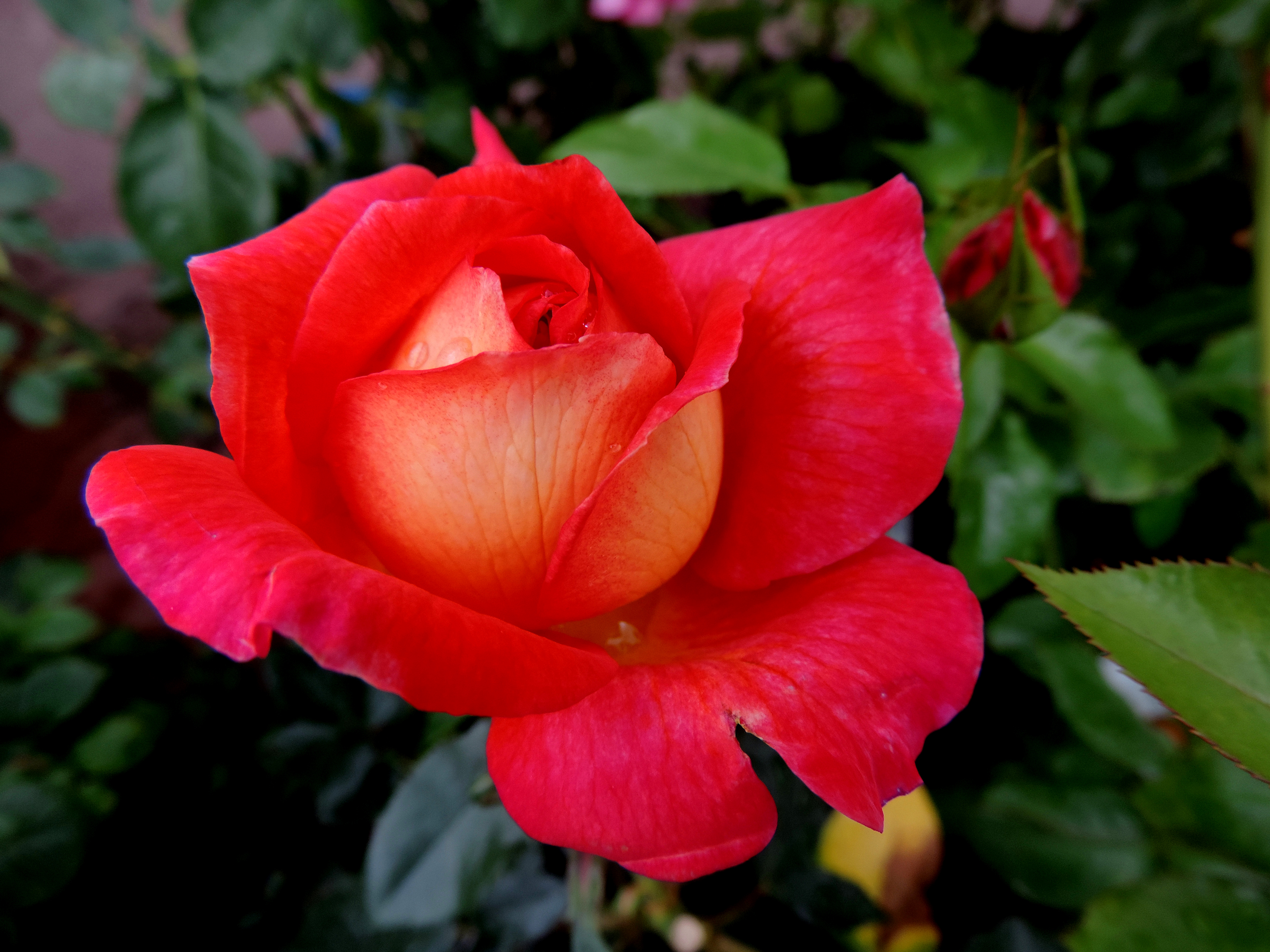 Обои для рабочего стола роза Красный Цветы Крупным планом Розы красная красные красных цветок вблизи