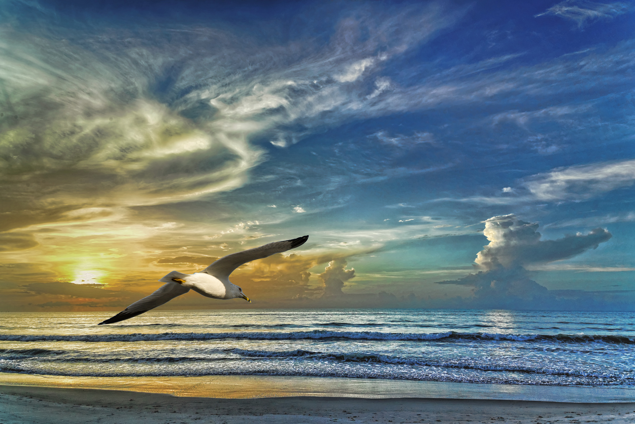 природа животные птицы попугаи море небо облака горизонт загрузить