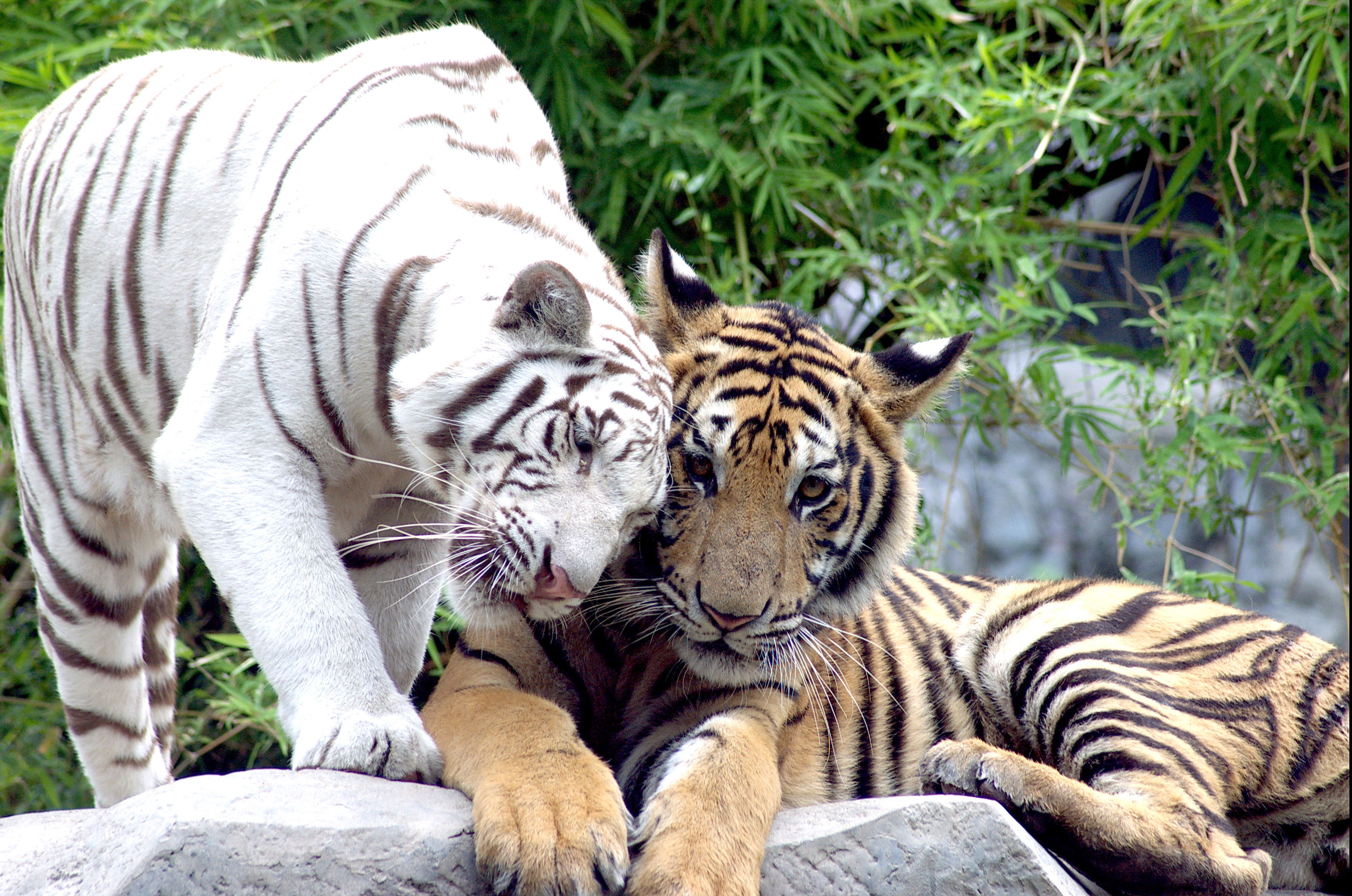 Влюбленные тигры без смс
