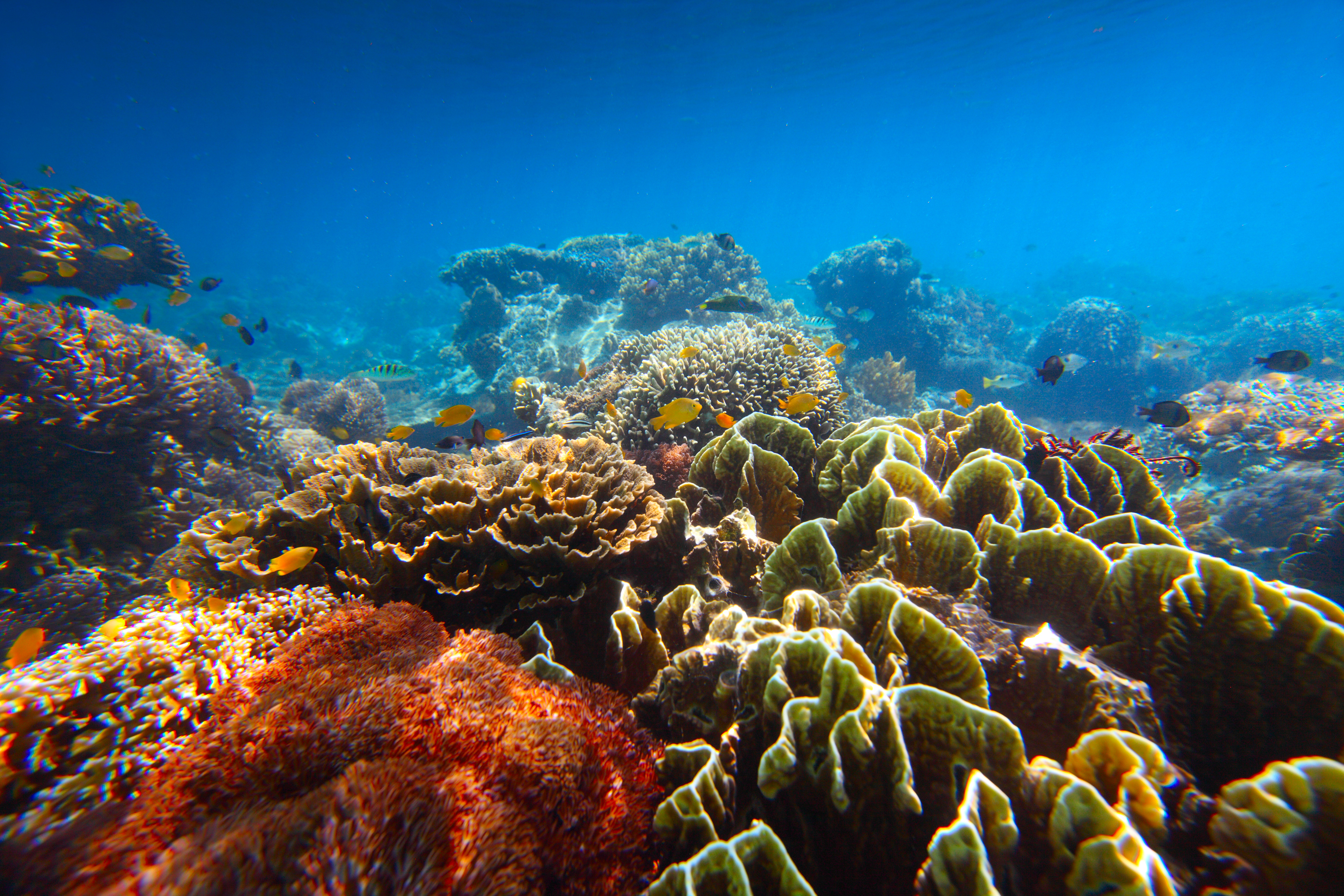 мир под водой рыбы кораллы скачать