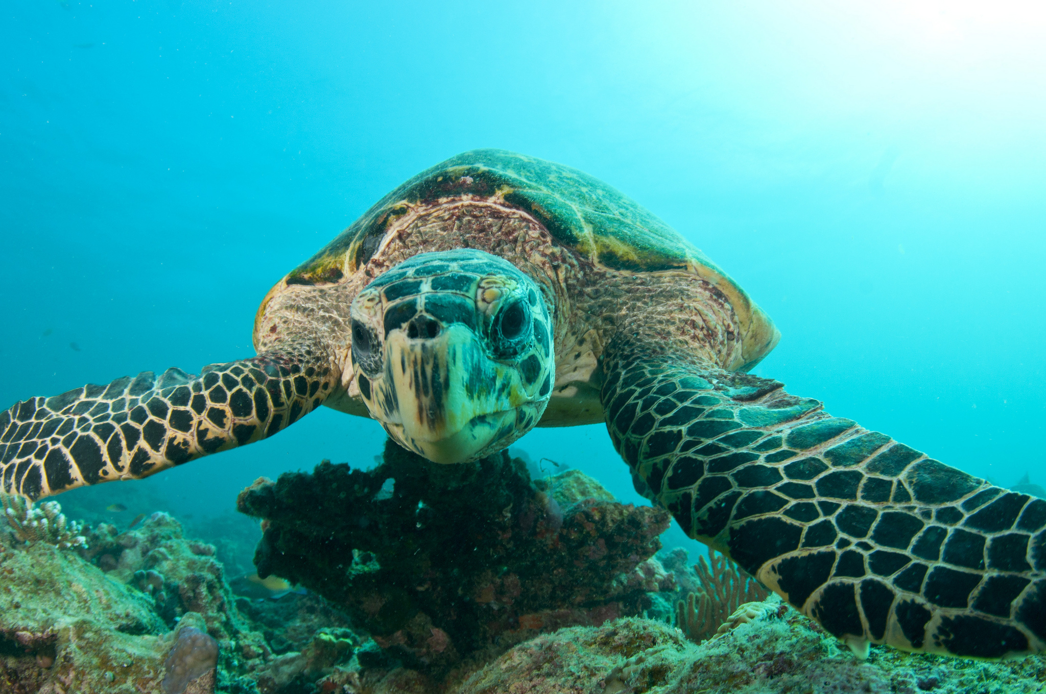 Морские обитатели морская черепаха. Морская черепаха. Черепаха бисса. Бисса, Барбадос. Черепаха океаническая.