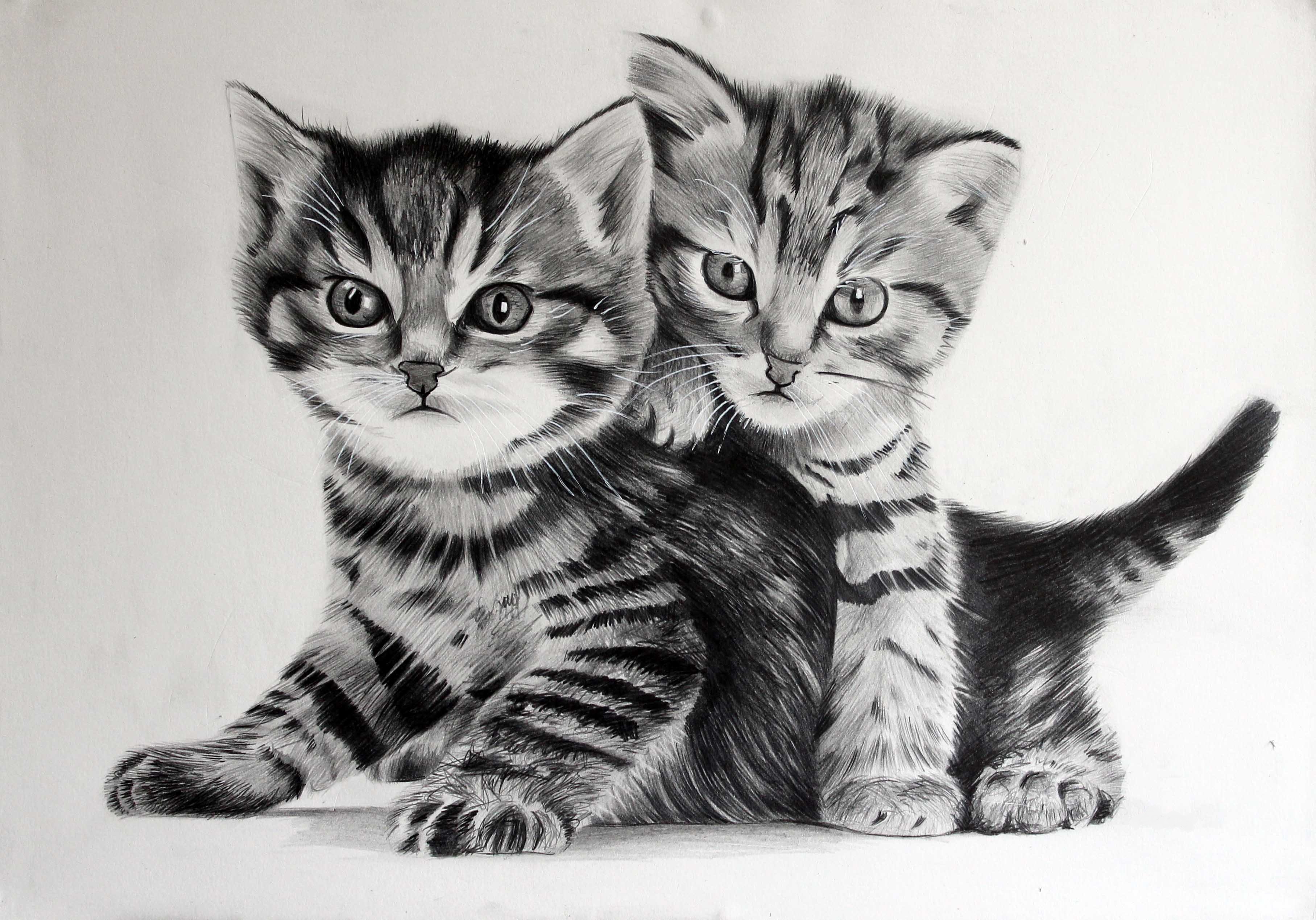Черно белые картинки котят. Котенок рисунок. Рисунки котиков. Рисуем кошку. Картинки кошек нарисованные.