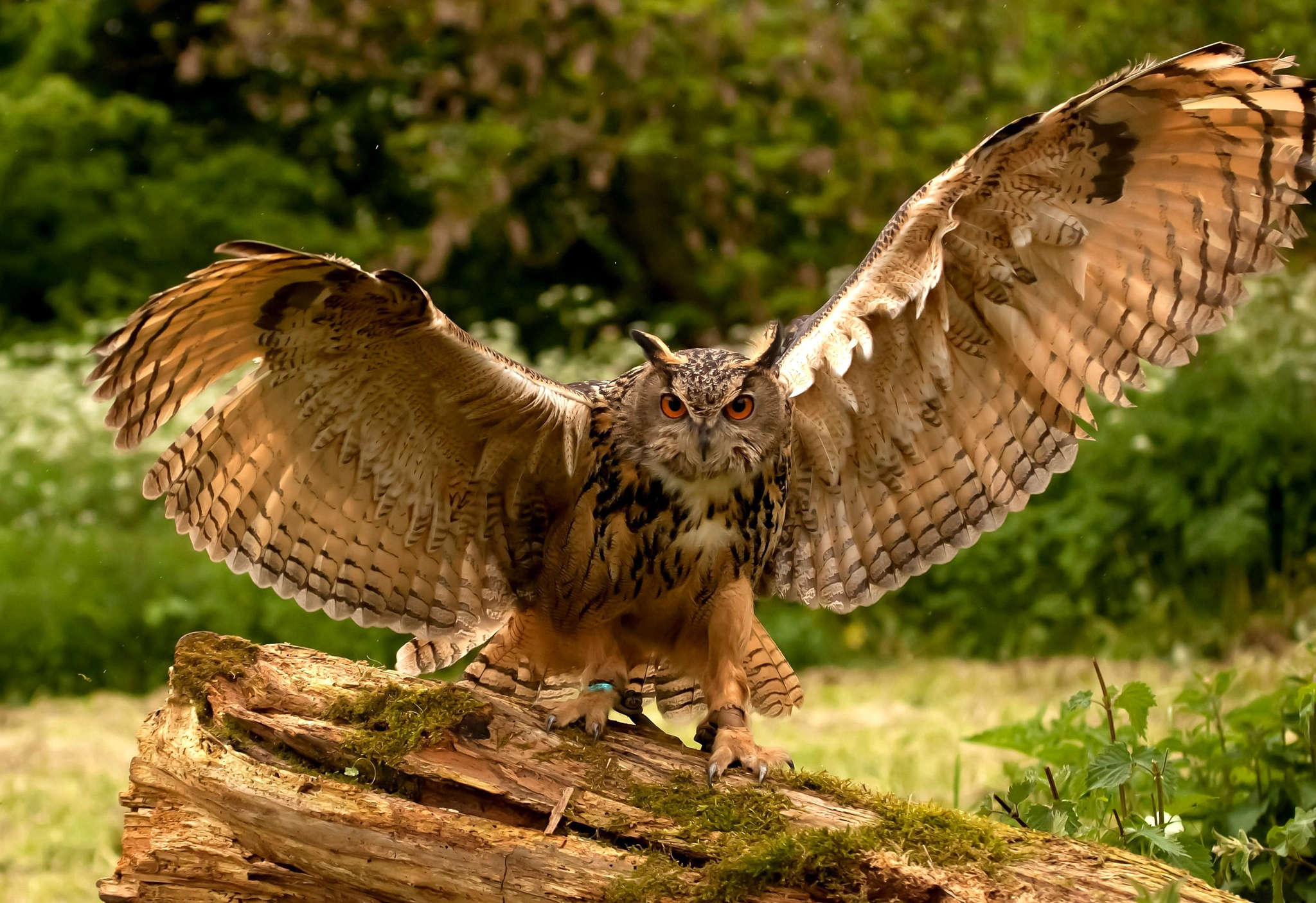 https://s1.1zoom.ru/big3/257/Owls_Birds_Eurasian_436971.jpg