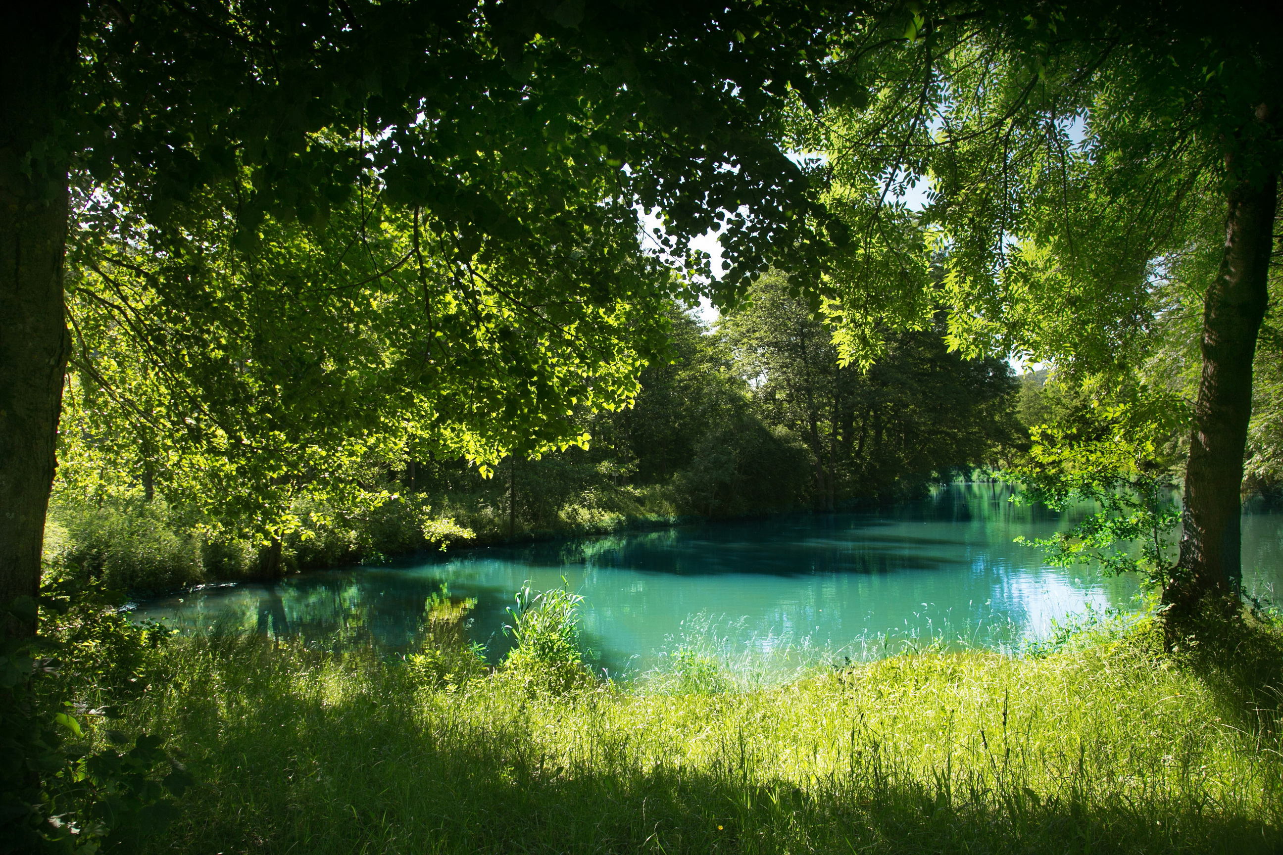 Река лето зелень скачать