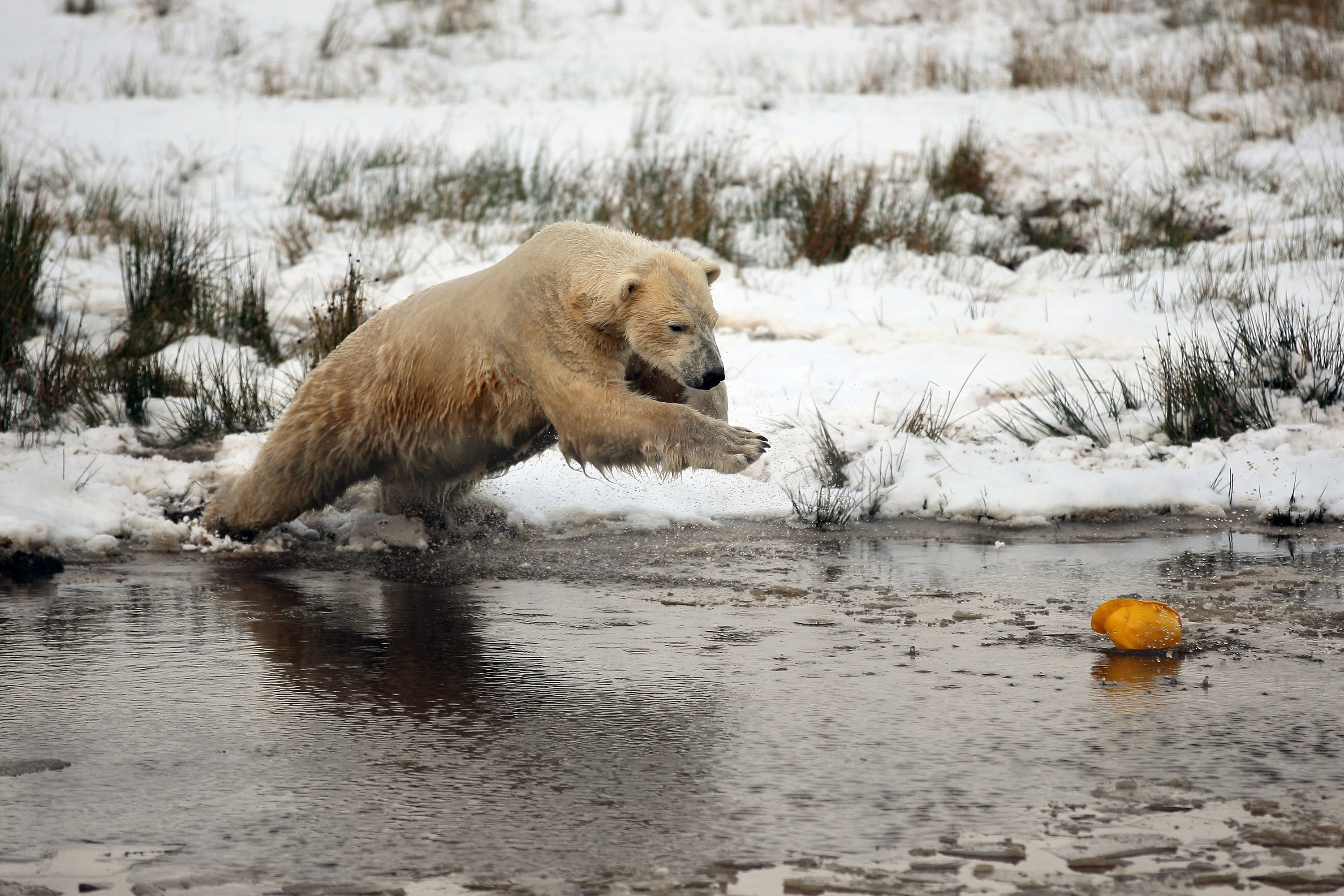 природа животные белые медведи снег лес скачать