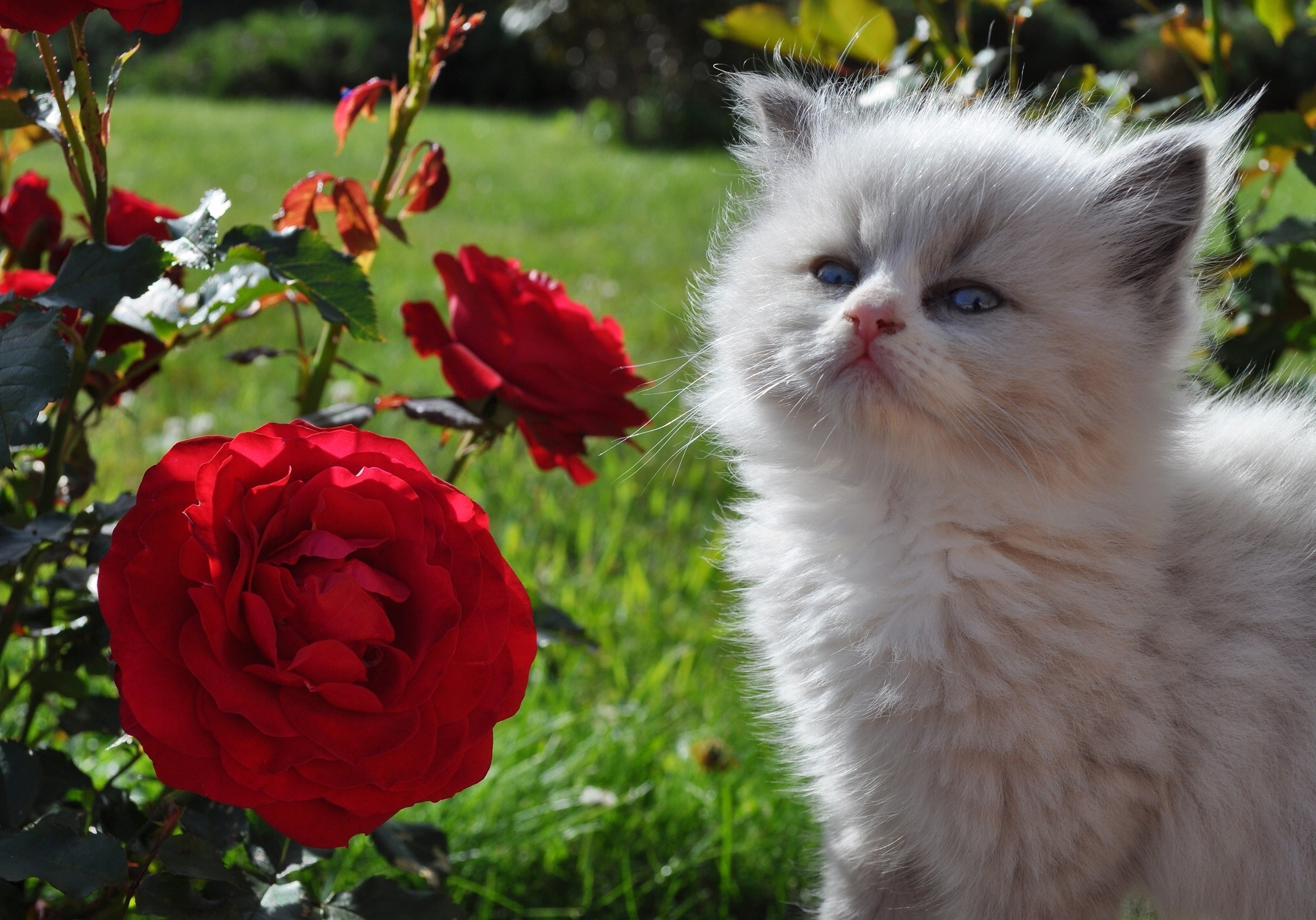 упитанный кот розы ваза без смс