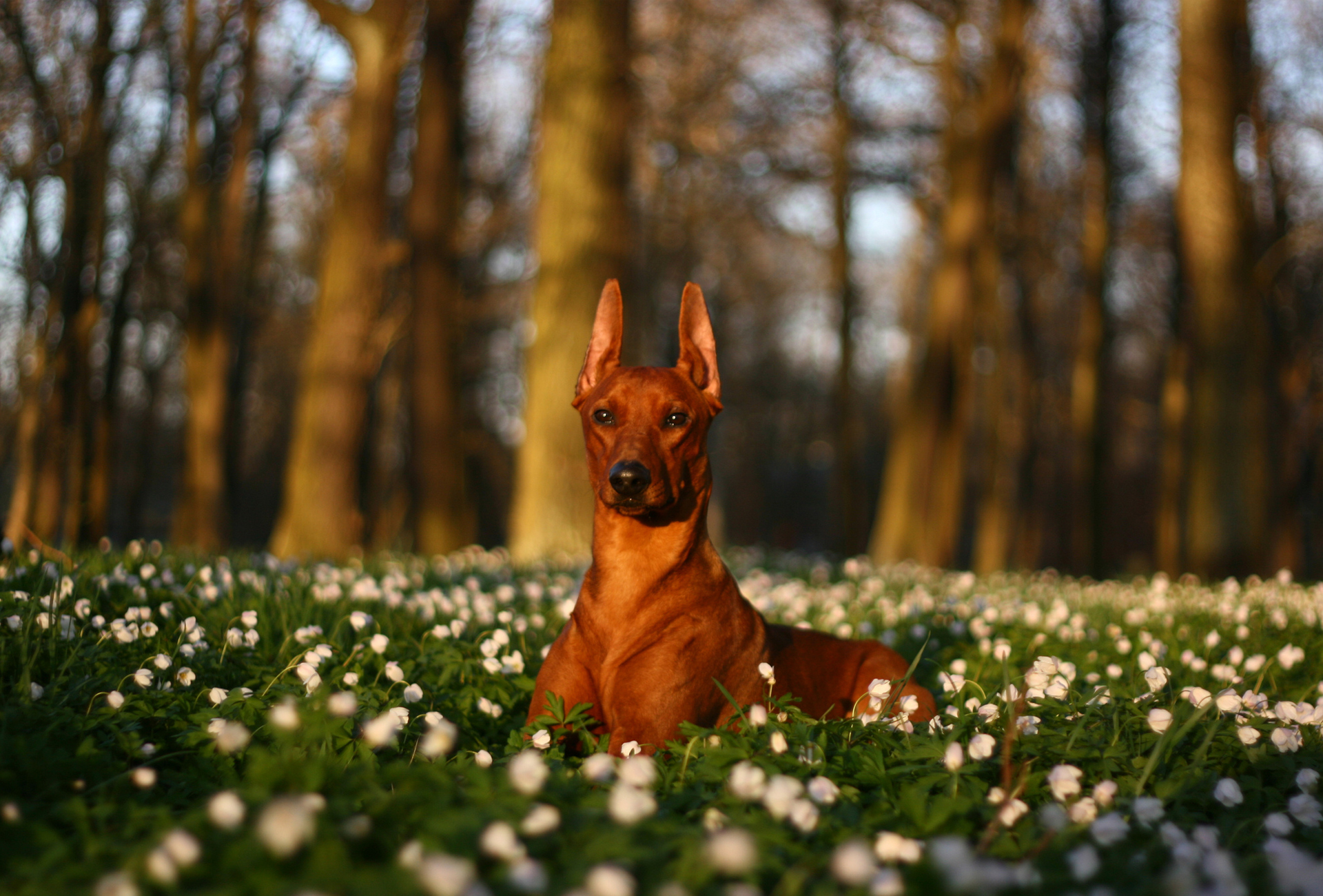 собака пенек цветы поляна загрузить