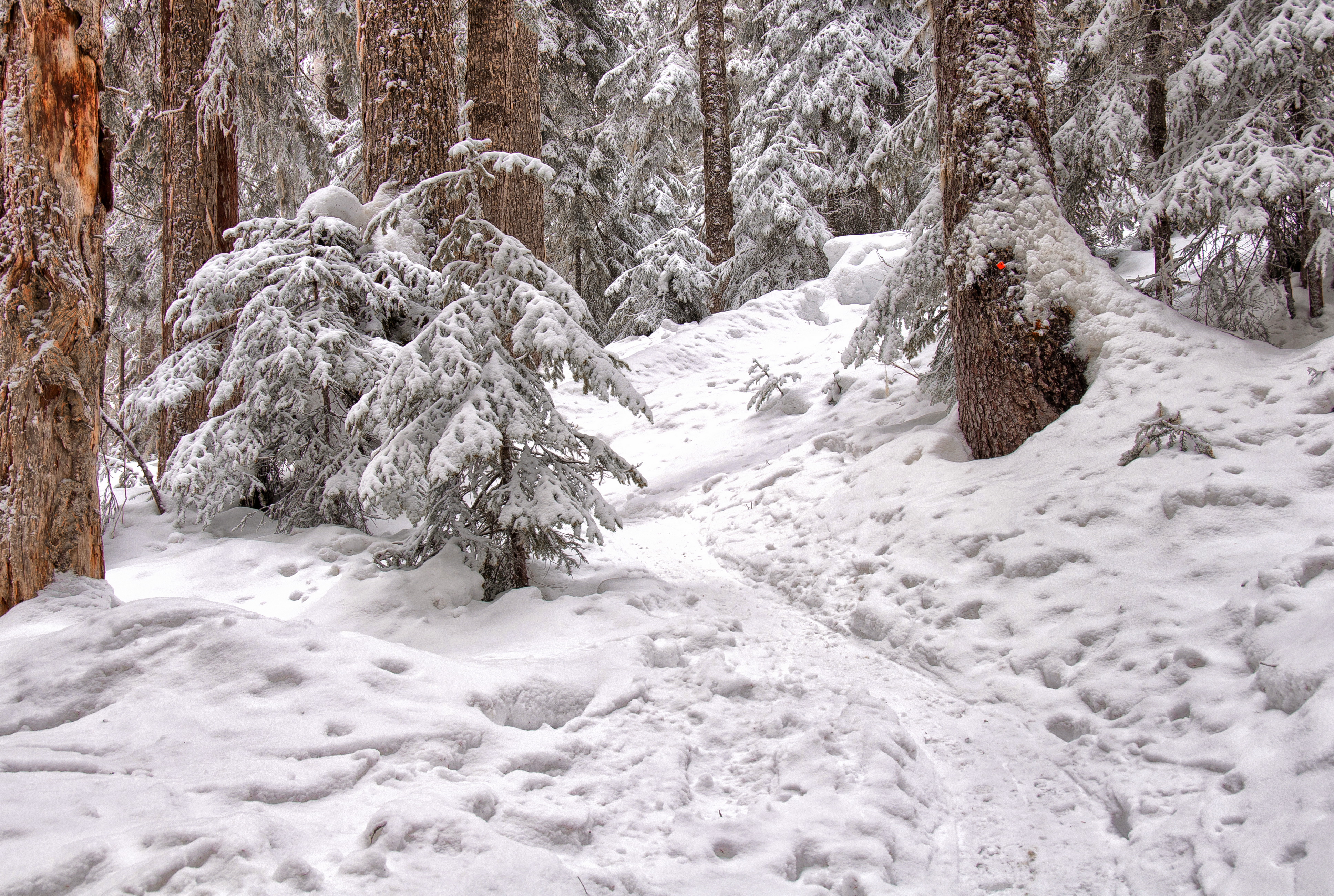 снег тропа деревья без смс