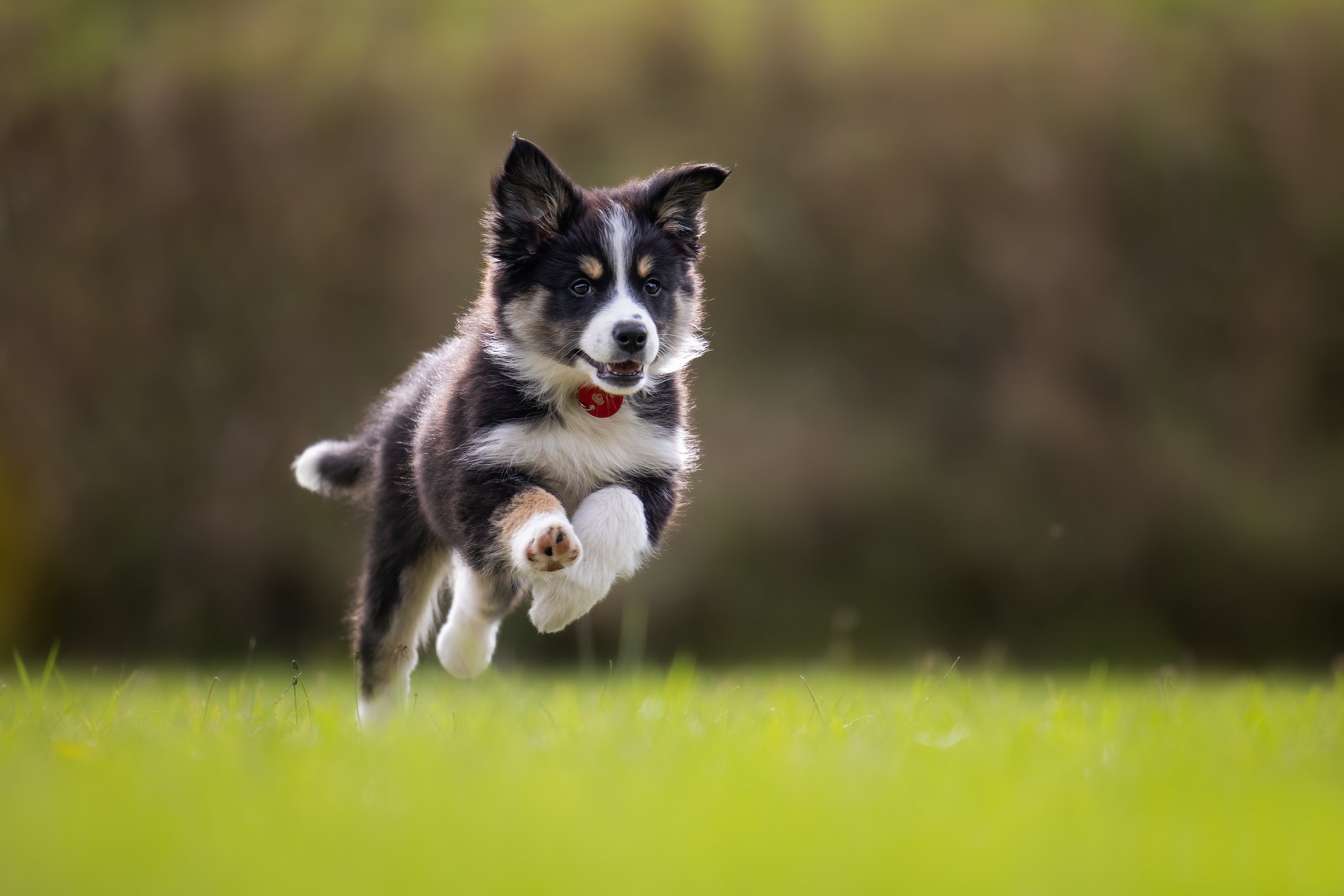 Фото Щенок Бордер-колли собака бегущая прыгать животное щенки щенка щенков Собаки Бег бежит бегущий Прыжок прыгает в прыжке Животные