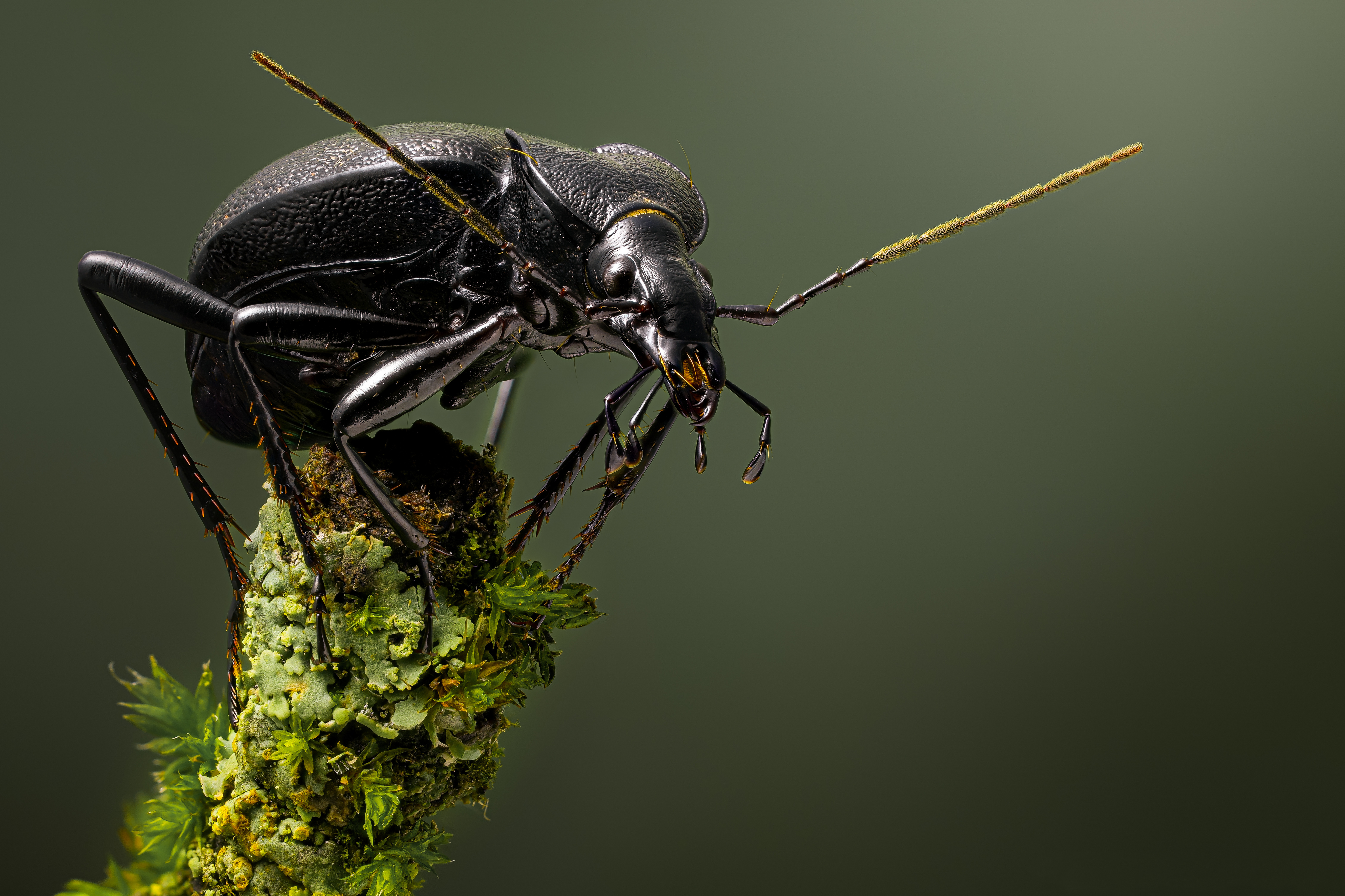 Фото Жуки насекомое cychrus caraboides вблизи животное 5120x3413 Насекомые Животные Крупным планом