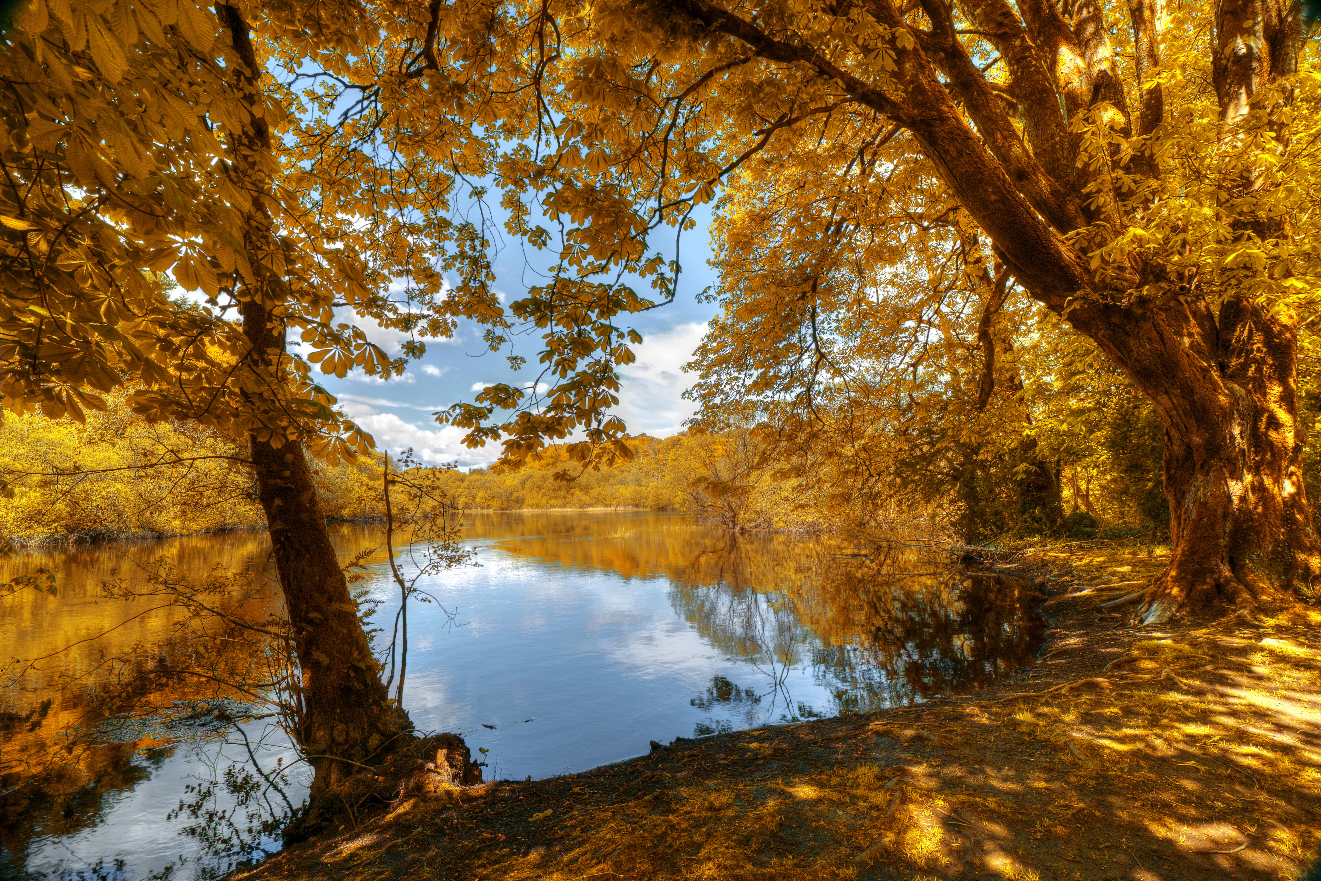 природа деревья река осень скачать