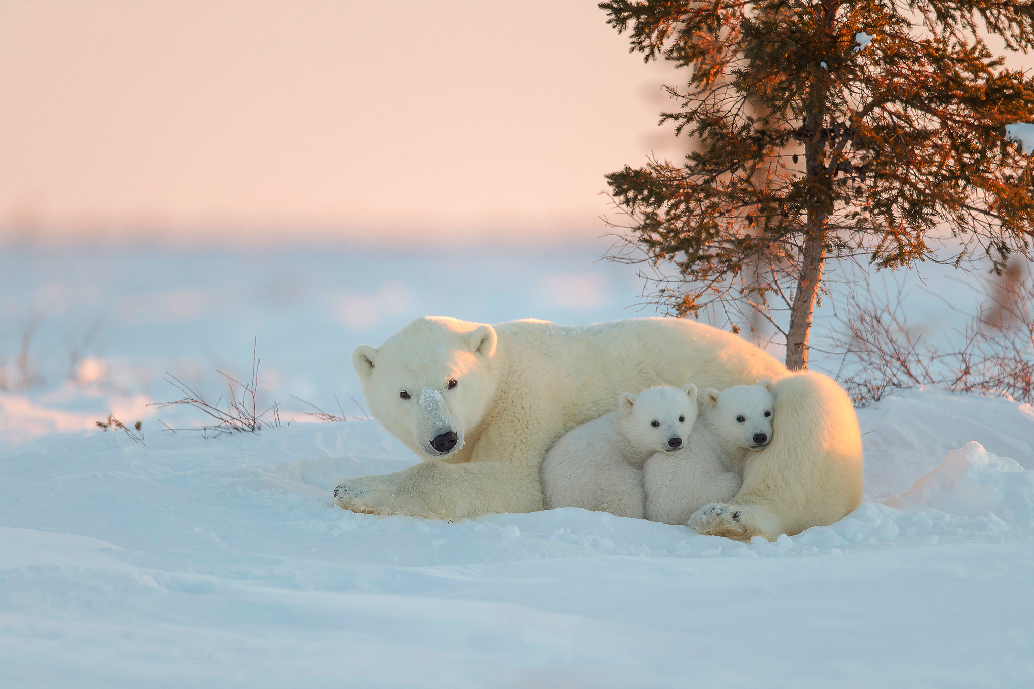 природа животные белые медведи снег лес загрузить