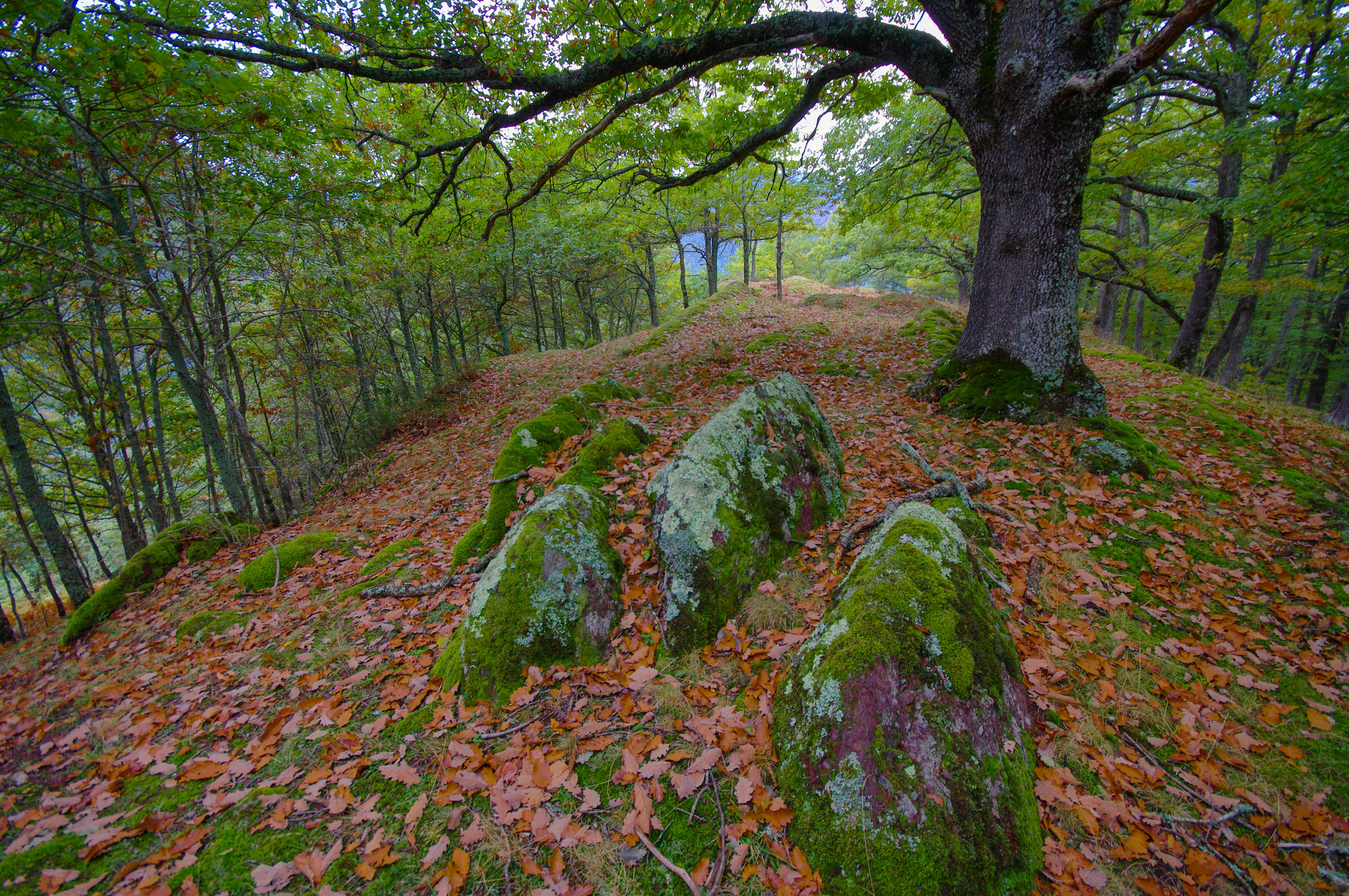 природа осень деревья камни nature autumn trees stones без смс