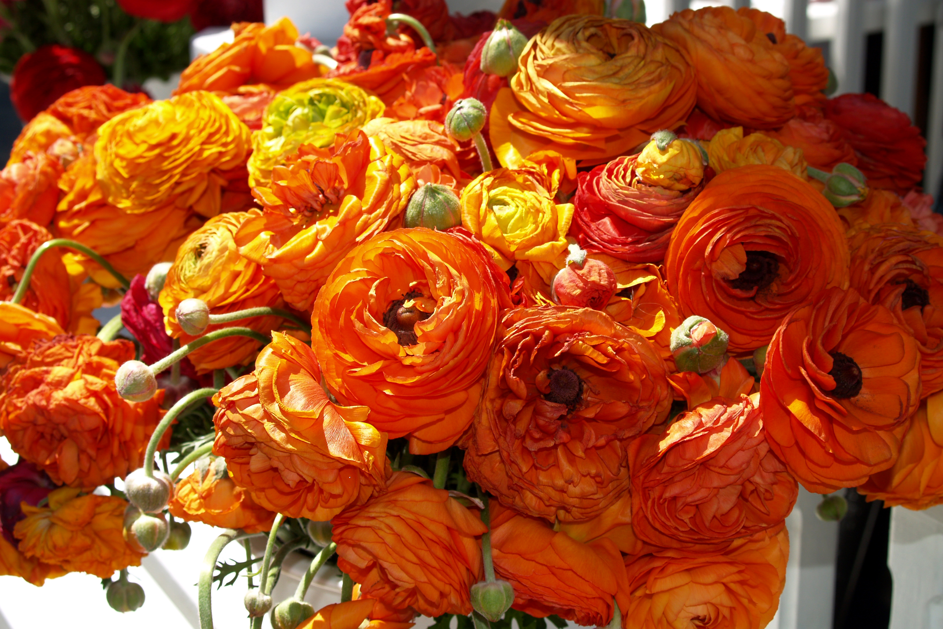 Цветы оранжевые лютик скачать
