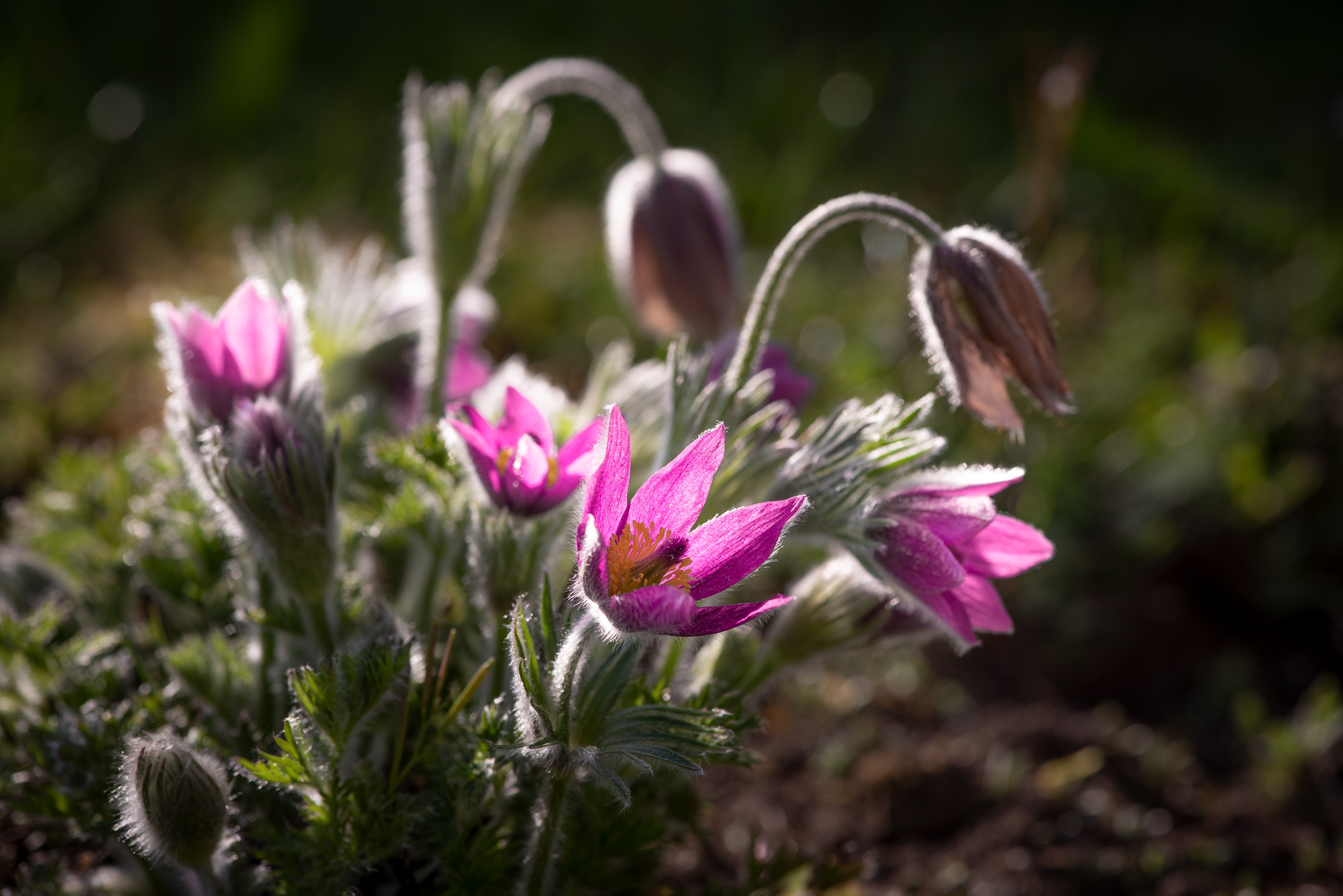 Anemone Pulsatilla С†РІРµС‚РѕРє