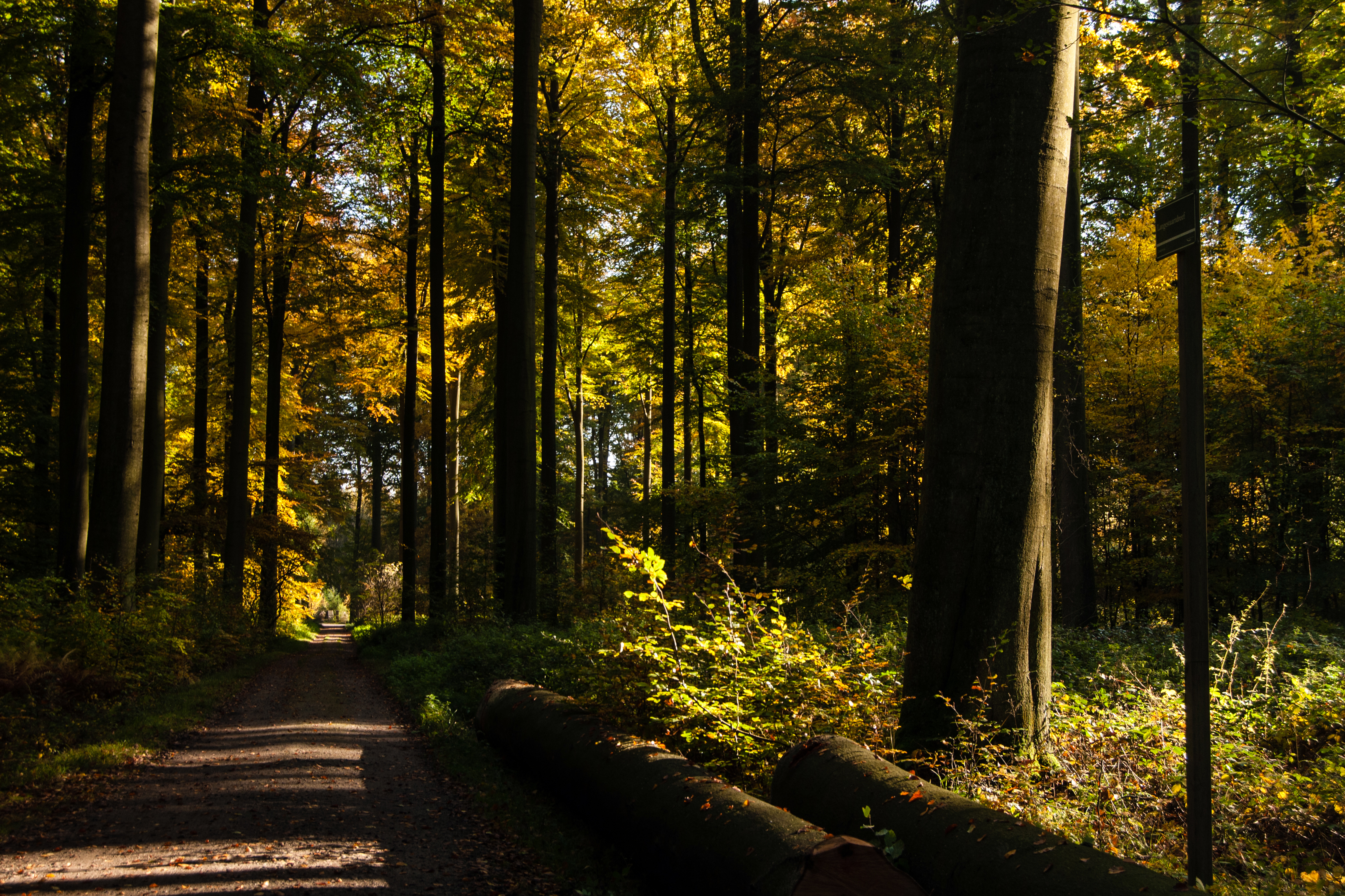Еловые леса в Бельгии