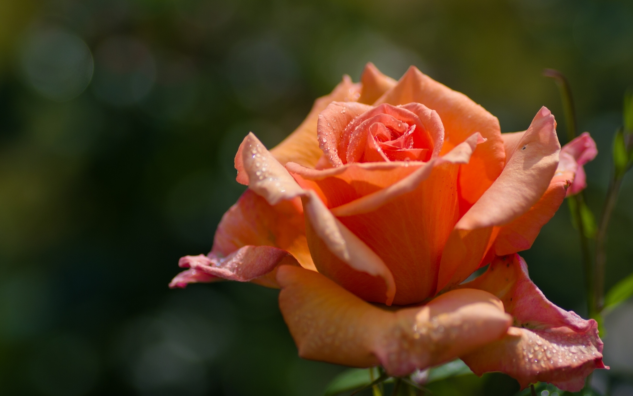 природа цветы крупный план роза желтая бесплатно