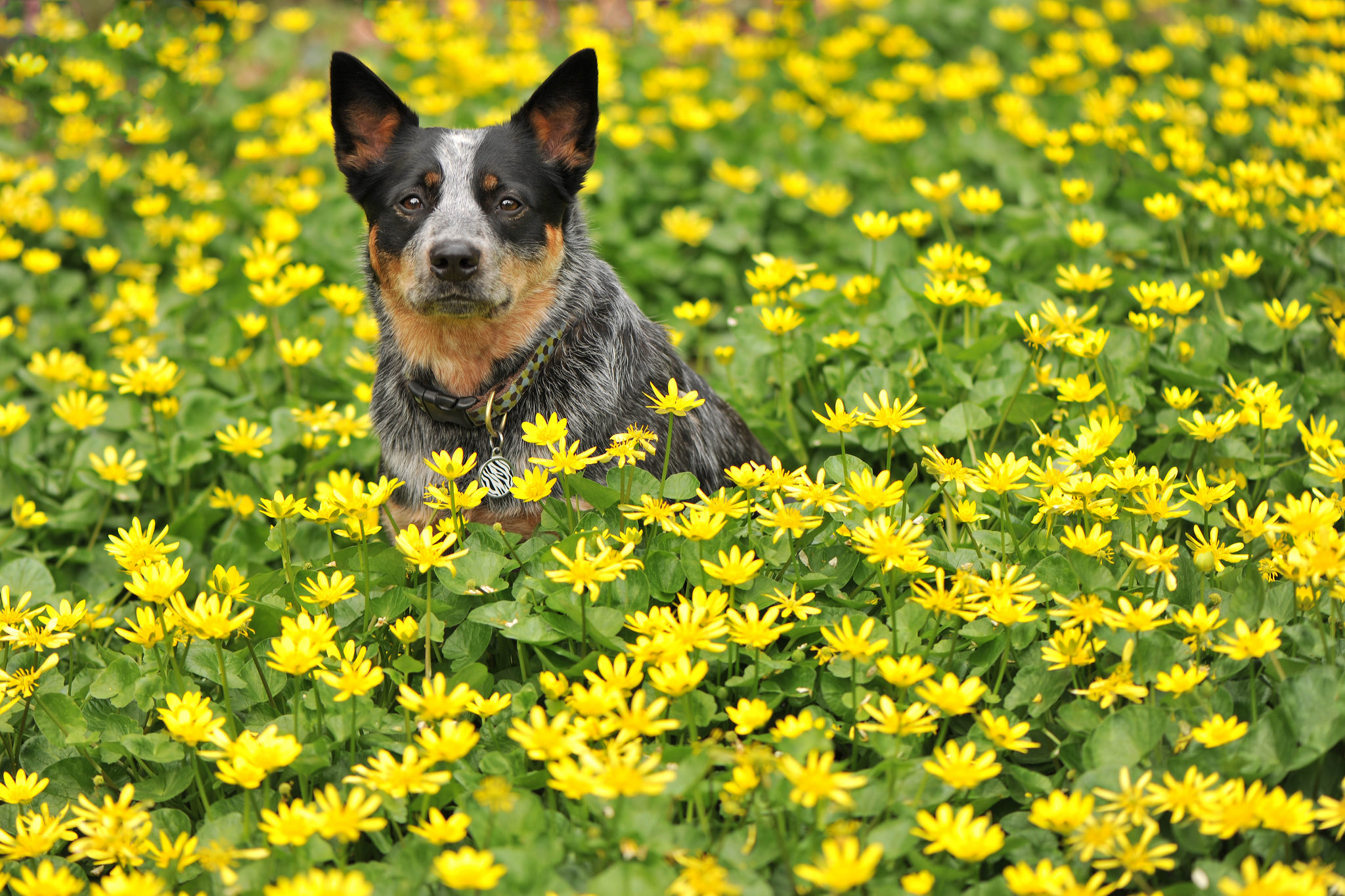 Австралийская желтая собака
