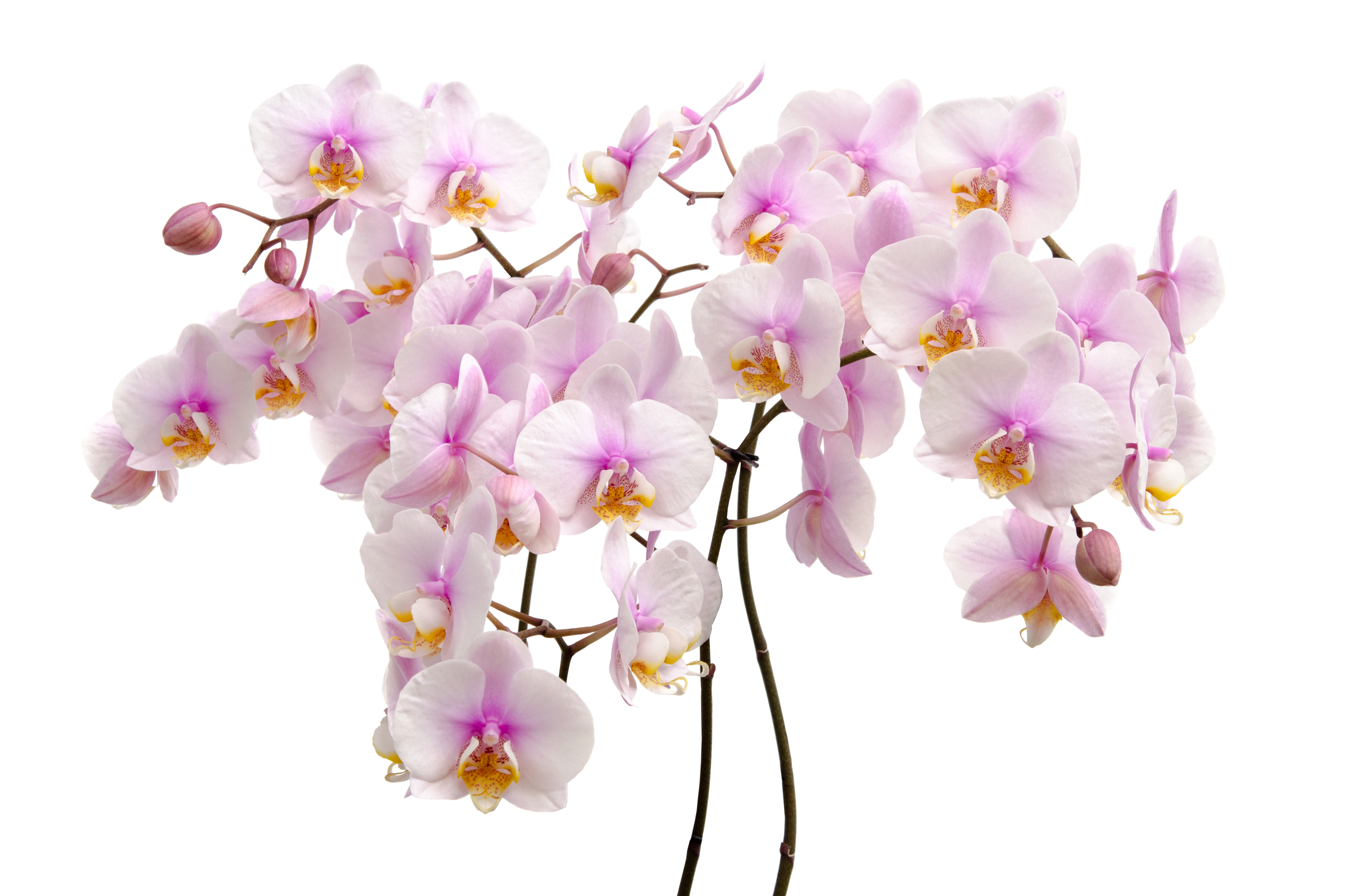 Цветок на ветке много цветов. Фаленопсис Phalaenopsis White & Pink. Орхидея фаленопсис на белом фоне. Фаленопсис Wild White Pink. Орхидея фаленопсис 1 ветка.
