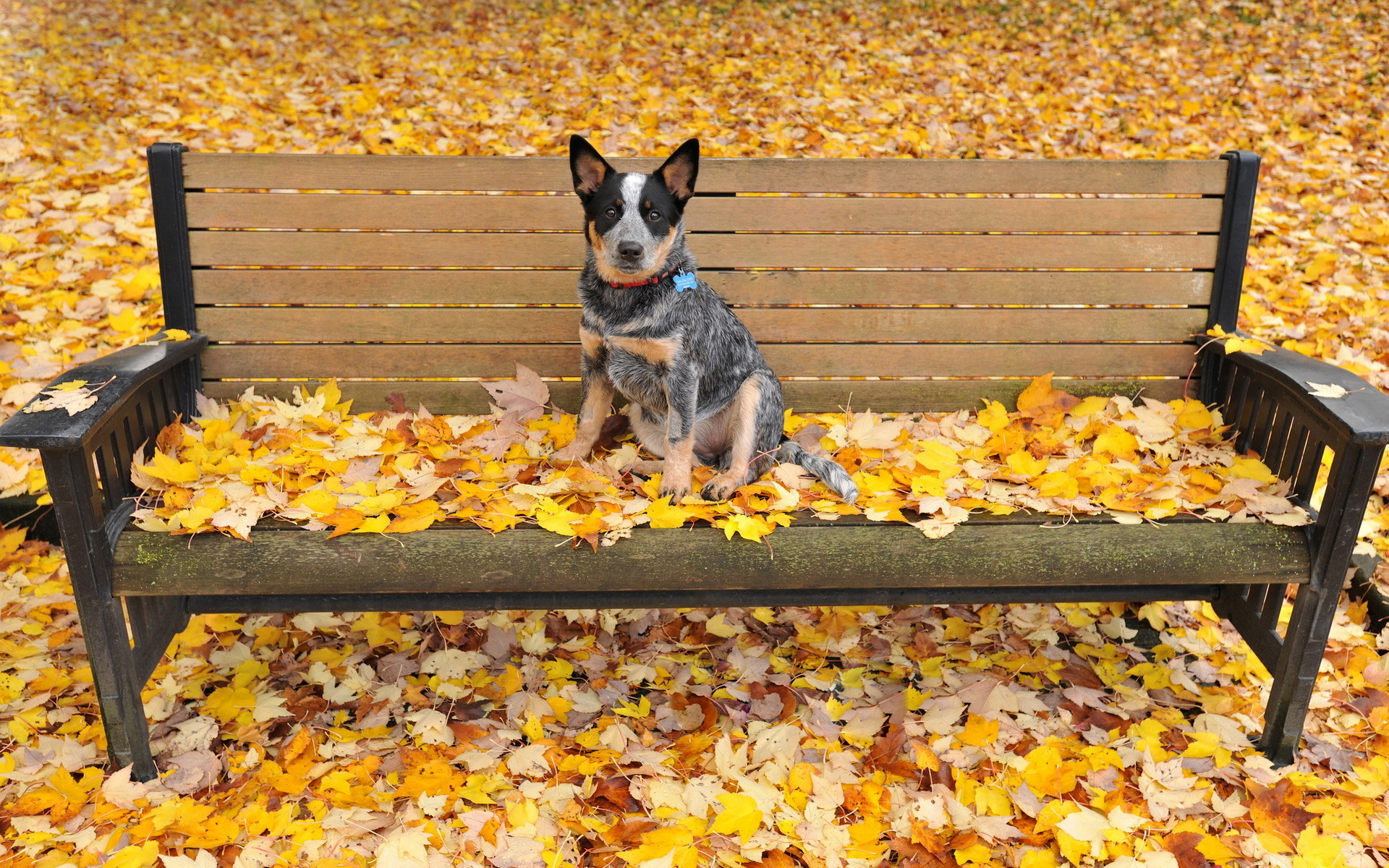 девушка собака листья без смс