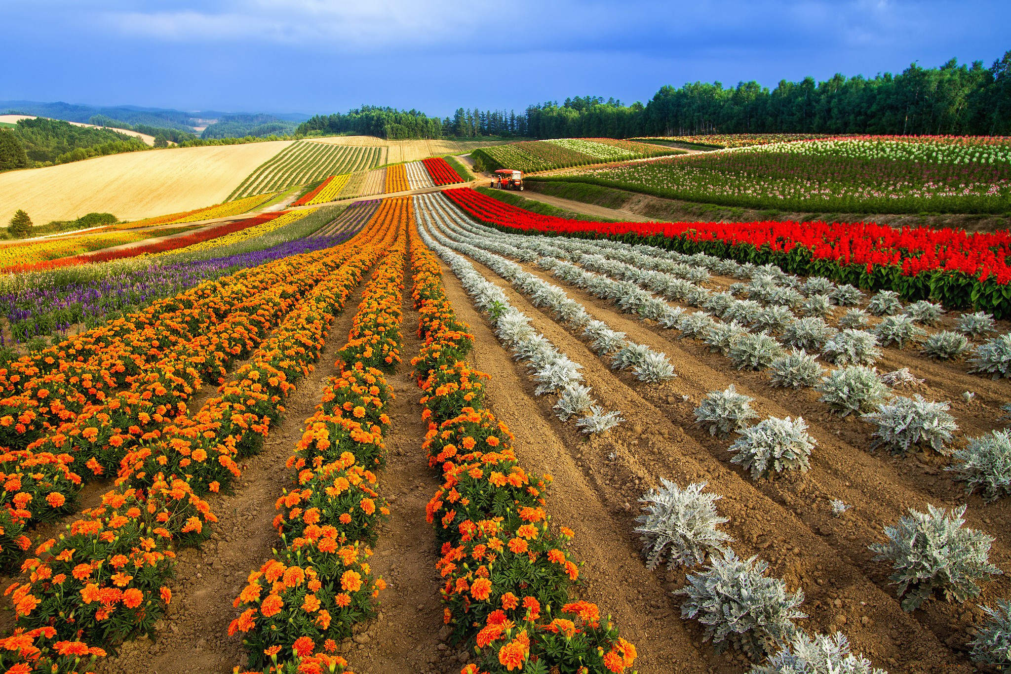 Цветное хозяйство. Цветочные плантации. Посев поля. Поле урожай. Сельскохозяйственный ландшафт.