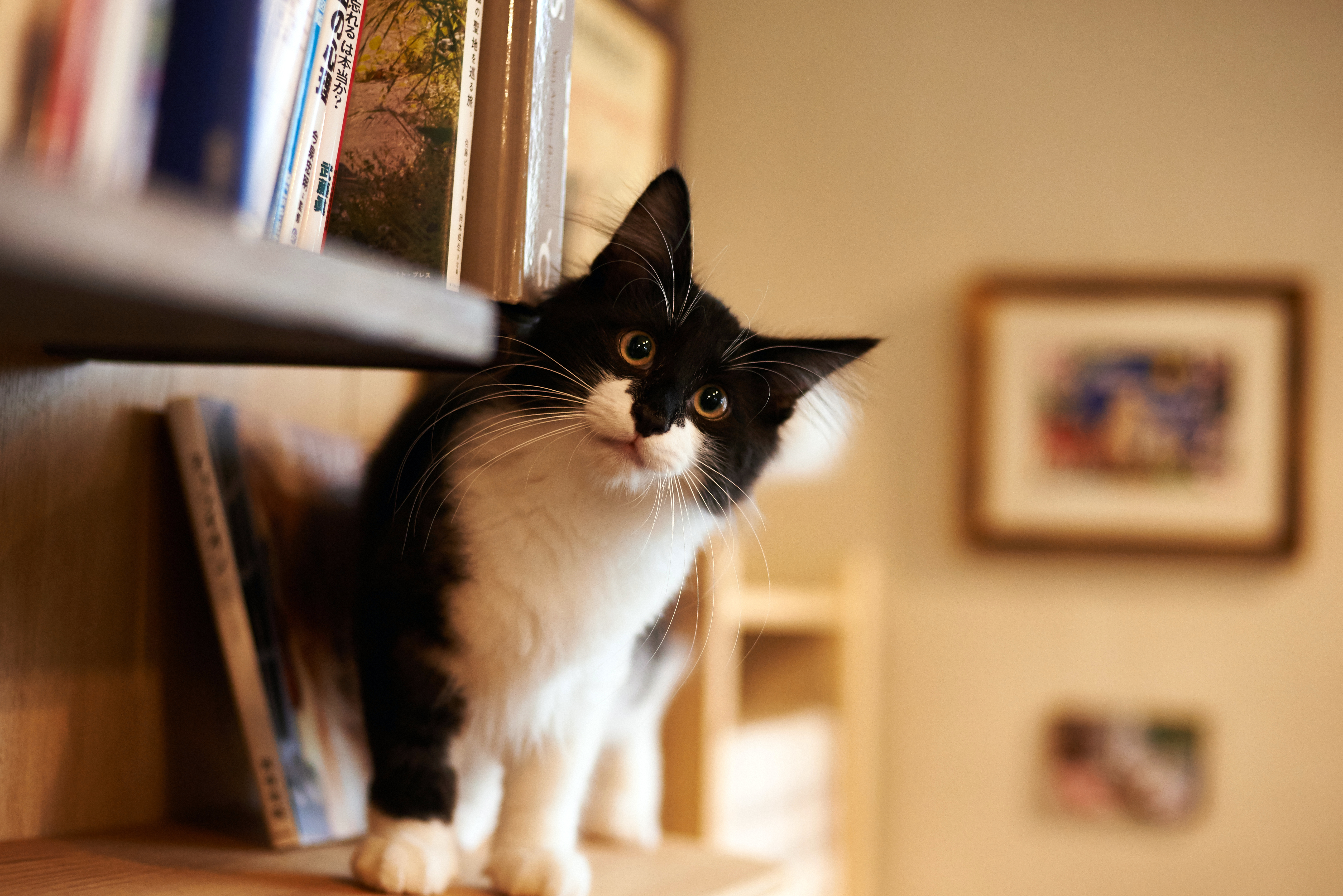 Котенок с книгой без смс
