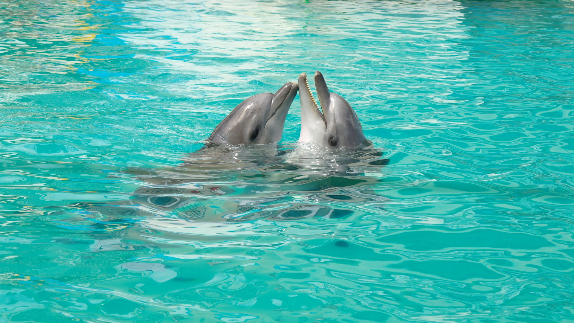 Дельфины над водой бесплатно