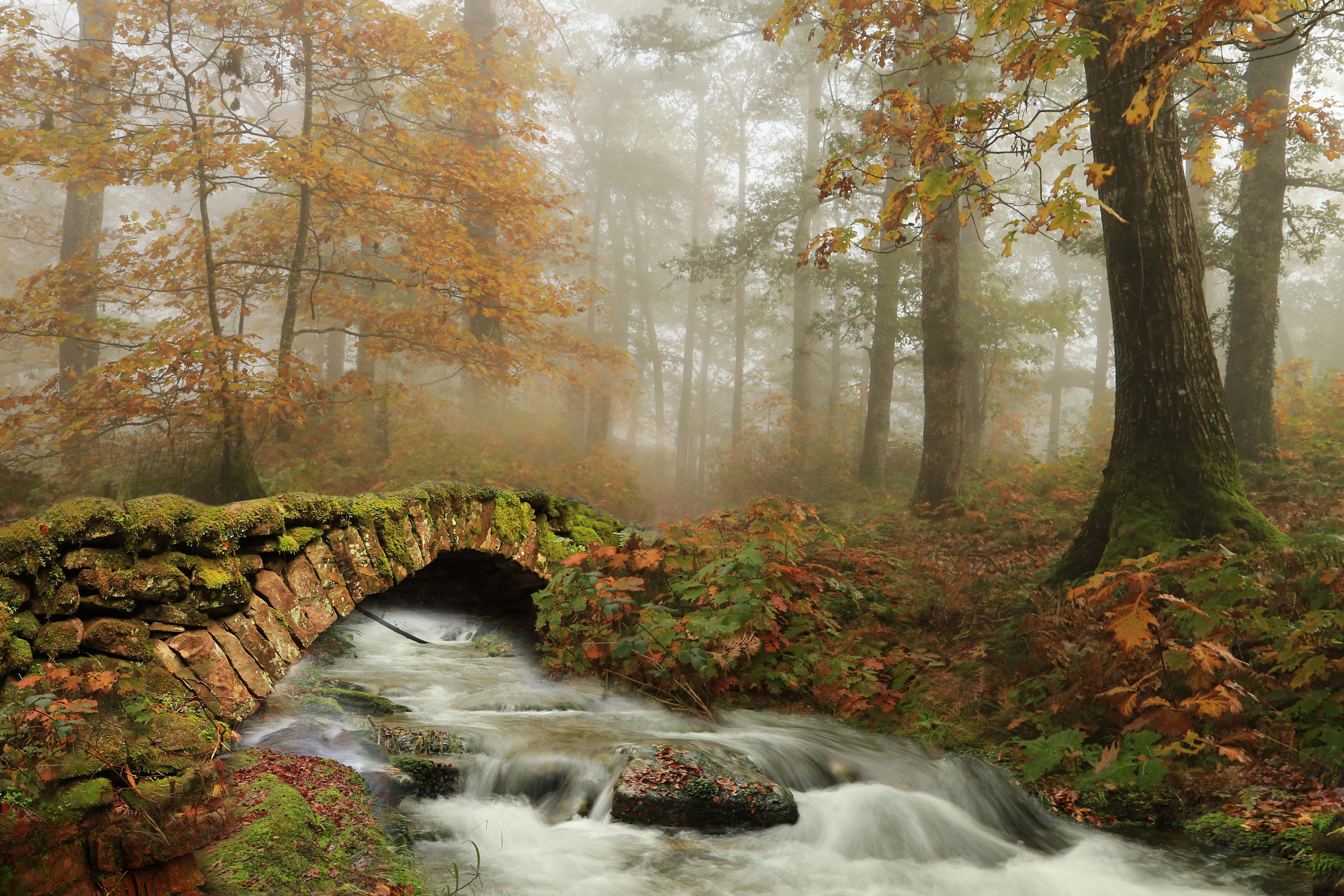 Осень мостик туман