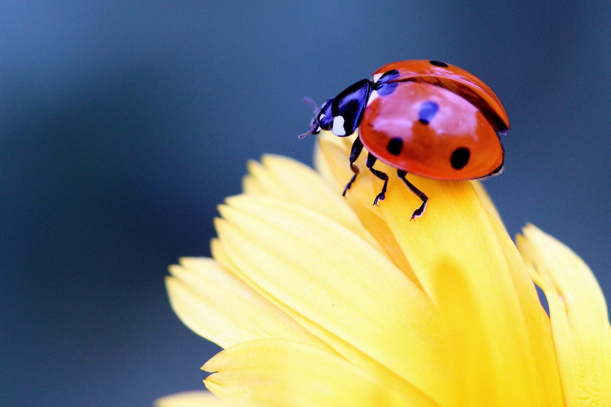 природа цветы животные насекомое божья коровка ромашка nature flowers animals insect God ladybug chamomile без смс