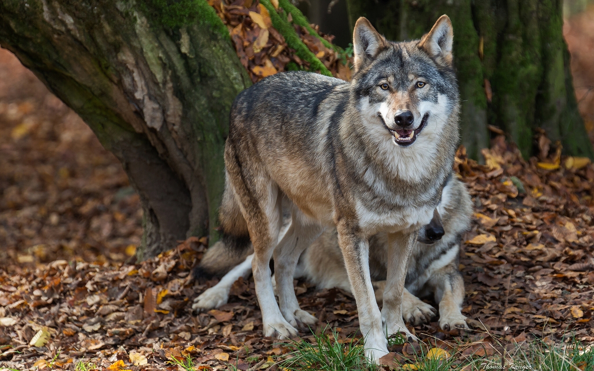 Хищное животное леса. Макензийский волк. Волкособ. Среднерусский волк. Среднерусский Лесной волк.