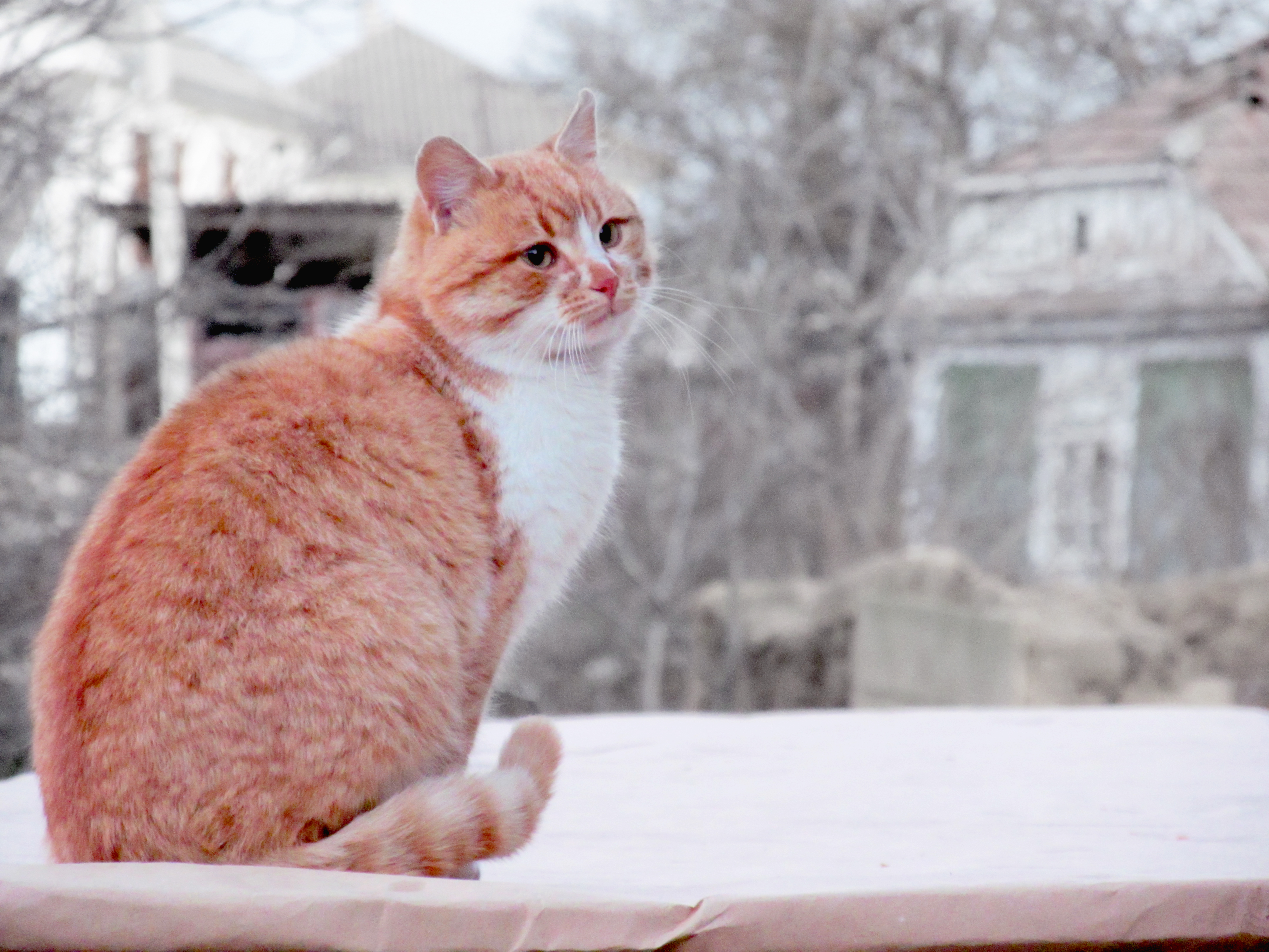 природа кот рыжий снег зима загрузить