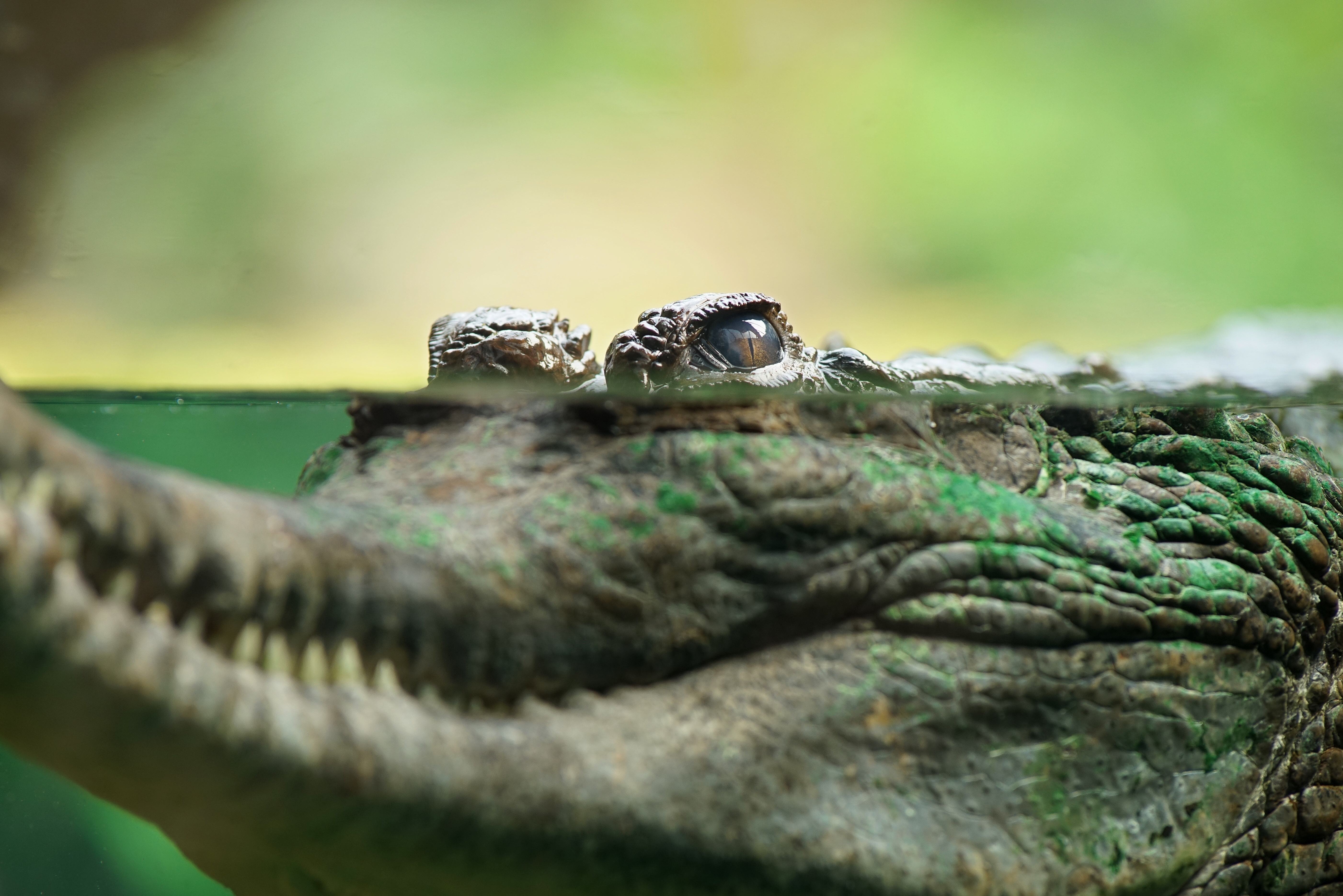крокодил в воде загрузить