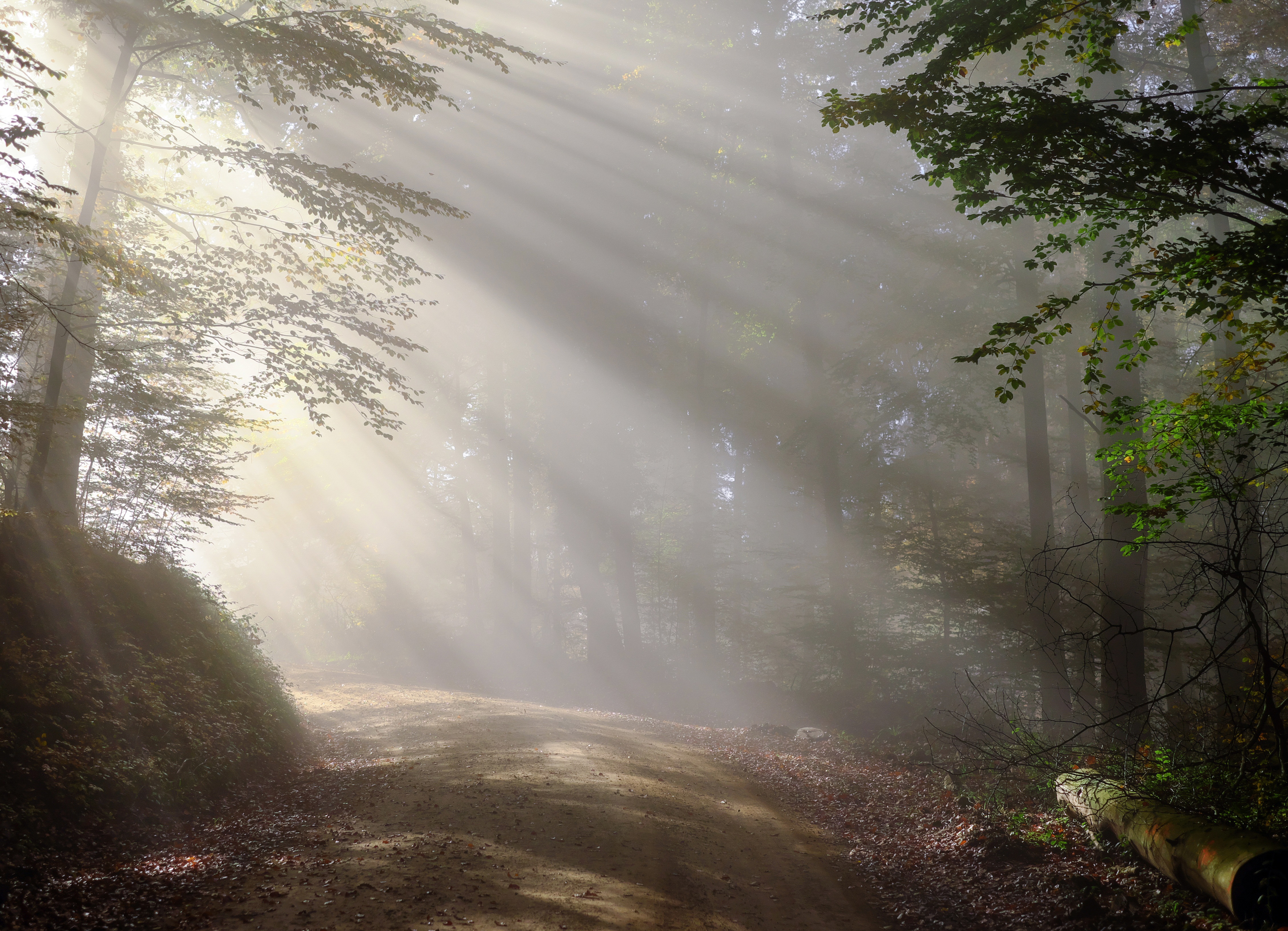 Сквозь туман стихотворение. Лучи солнца в тумане. Лучи солнца в лесу. Утро в лесу. Солнце сквозь лес.