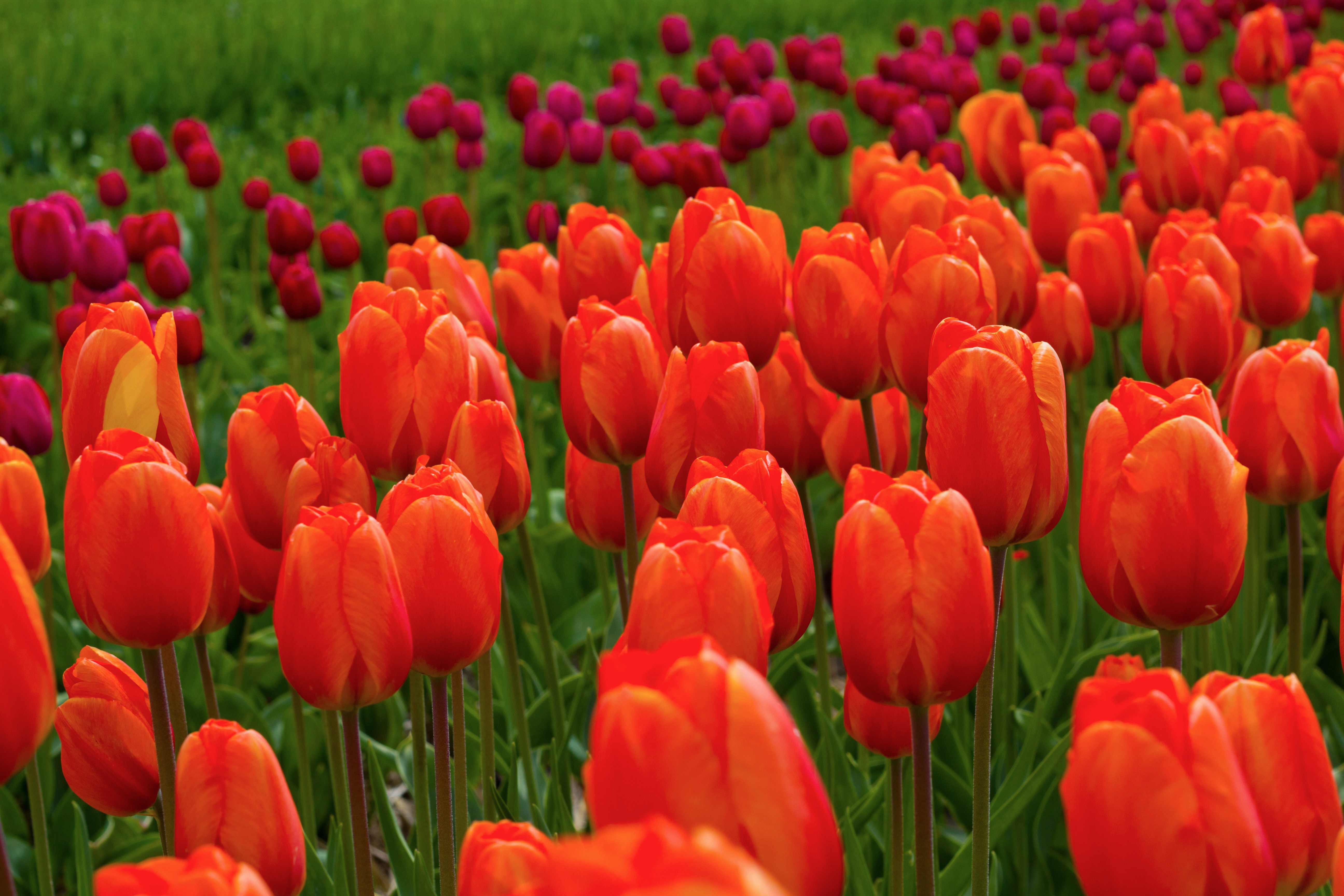 природа цветы красные тюльпаны nature flowers red tulips бесплатно