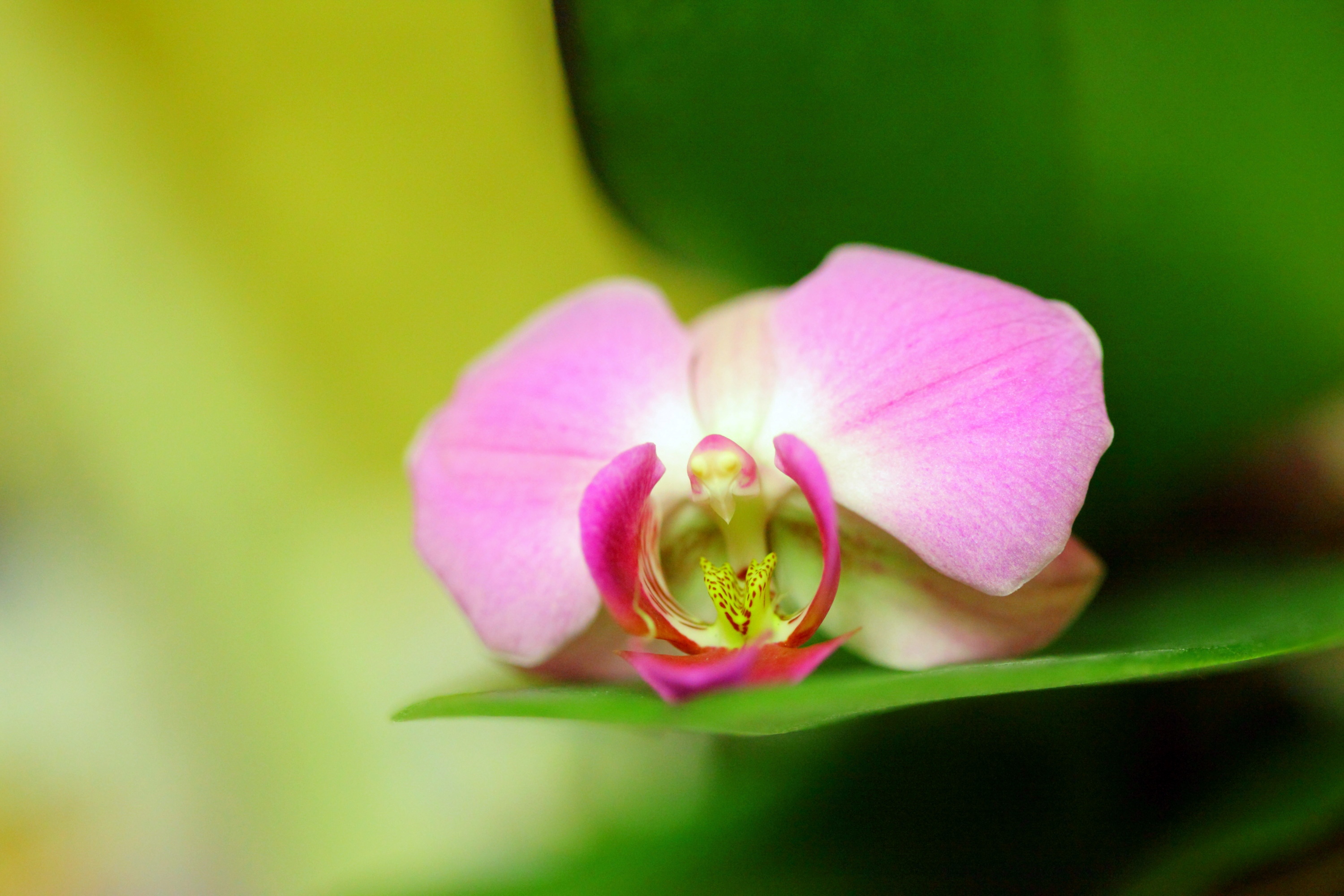 природа цветы розовые орхидеи nature flowers pink orchids загрузить