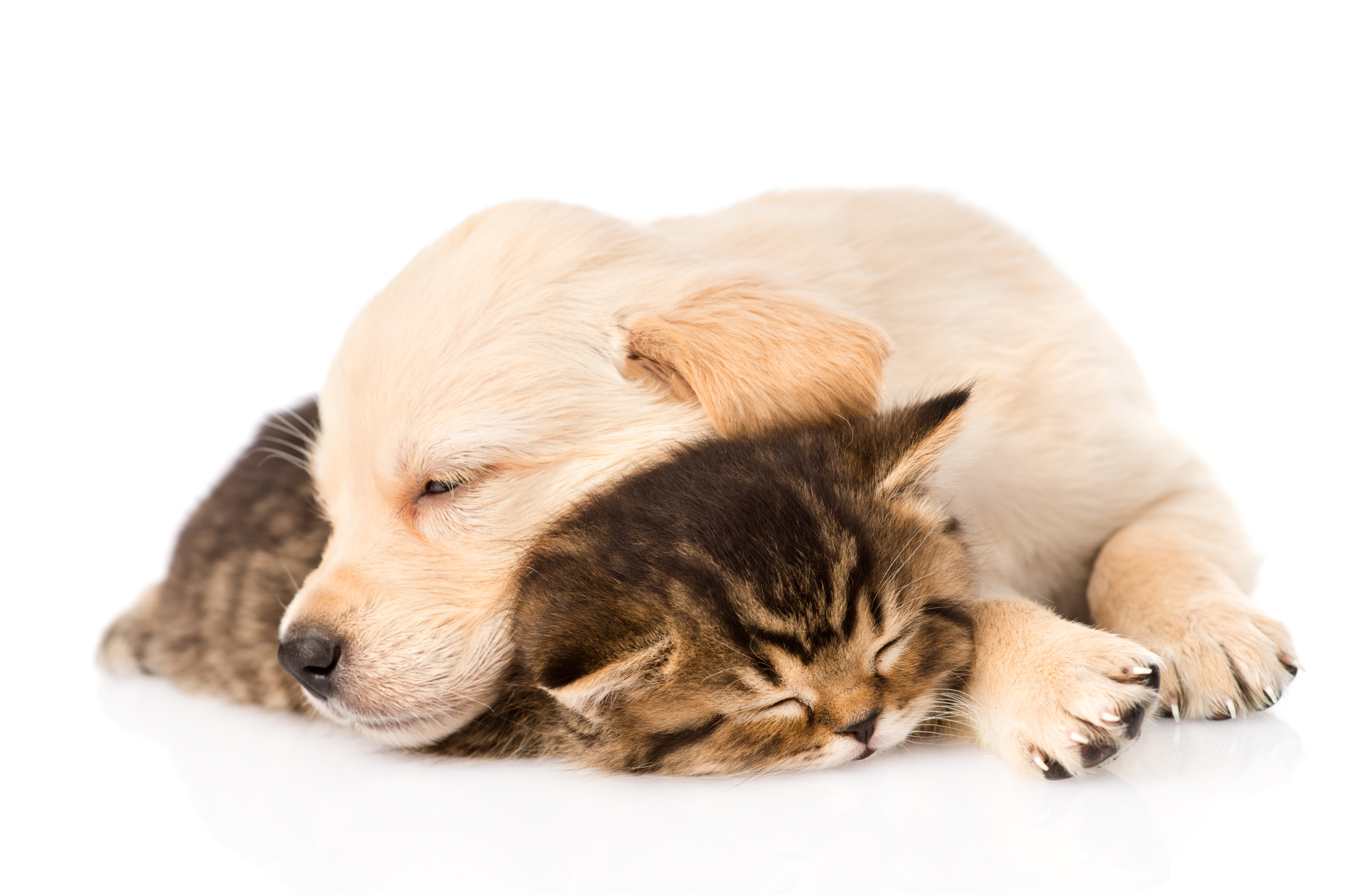 Собаки вместе спят. Щенок и котенок. Спящие щенки и котята. Кошка и собака лежат.
