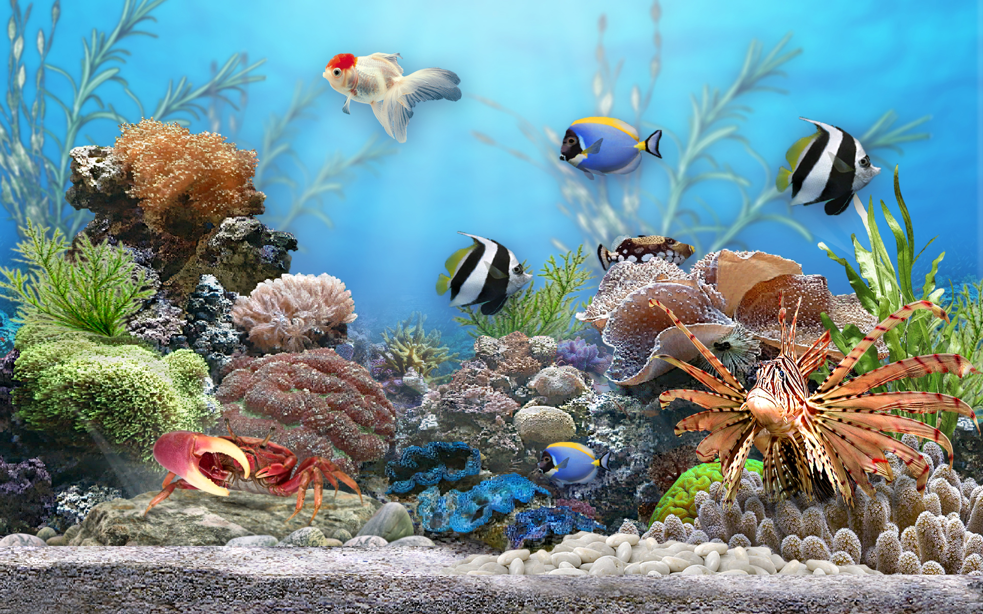 Рыбки аквариум обои. Живой аквариум. Подводный мир аквариум. Рыбки для аквариума. Обои на рабочий стол аквариум.