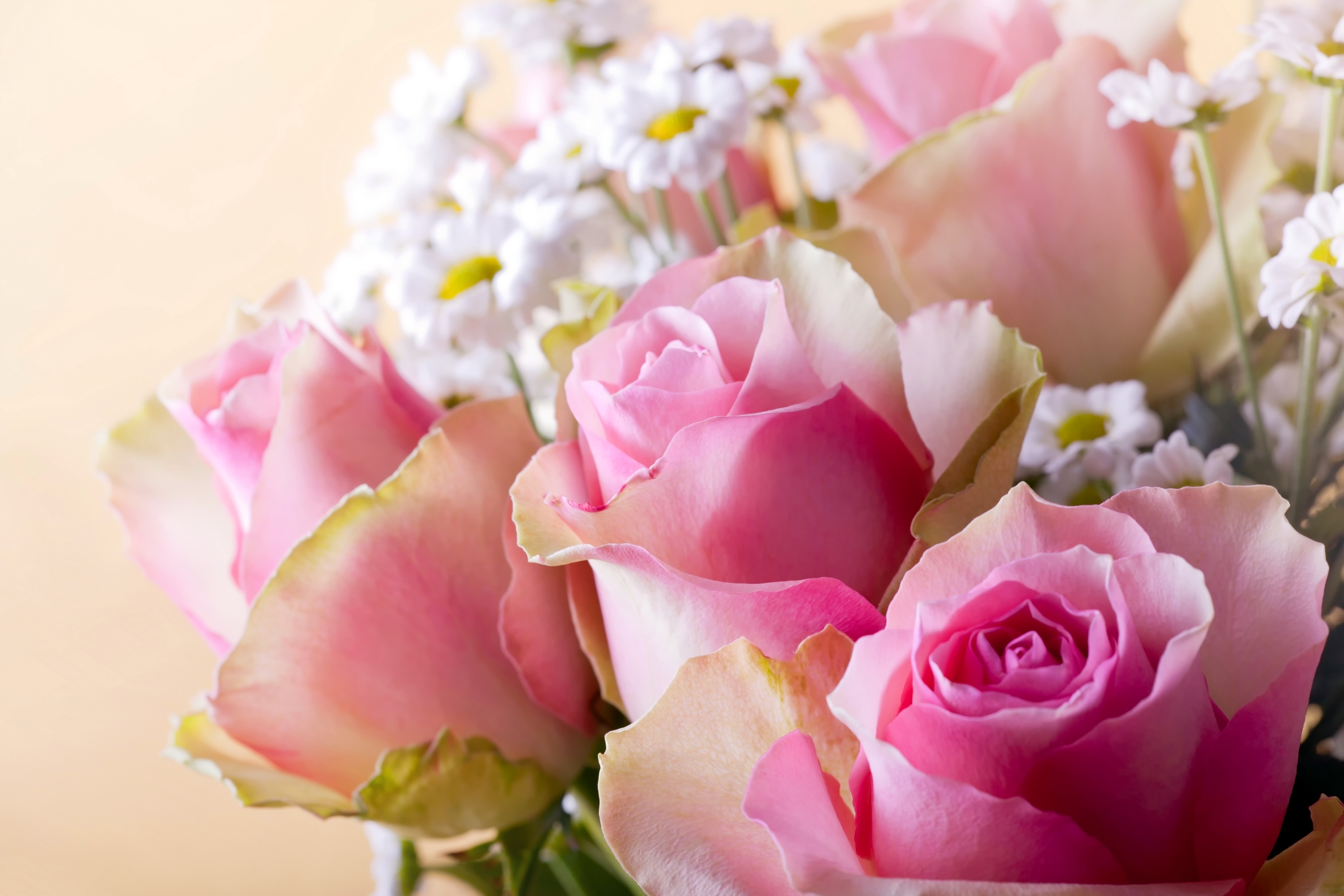 цветы букет ромашки розовые бесплатно