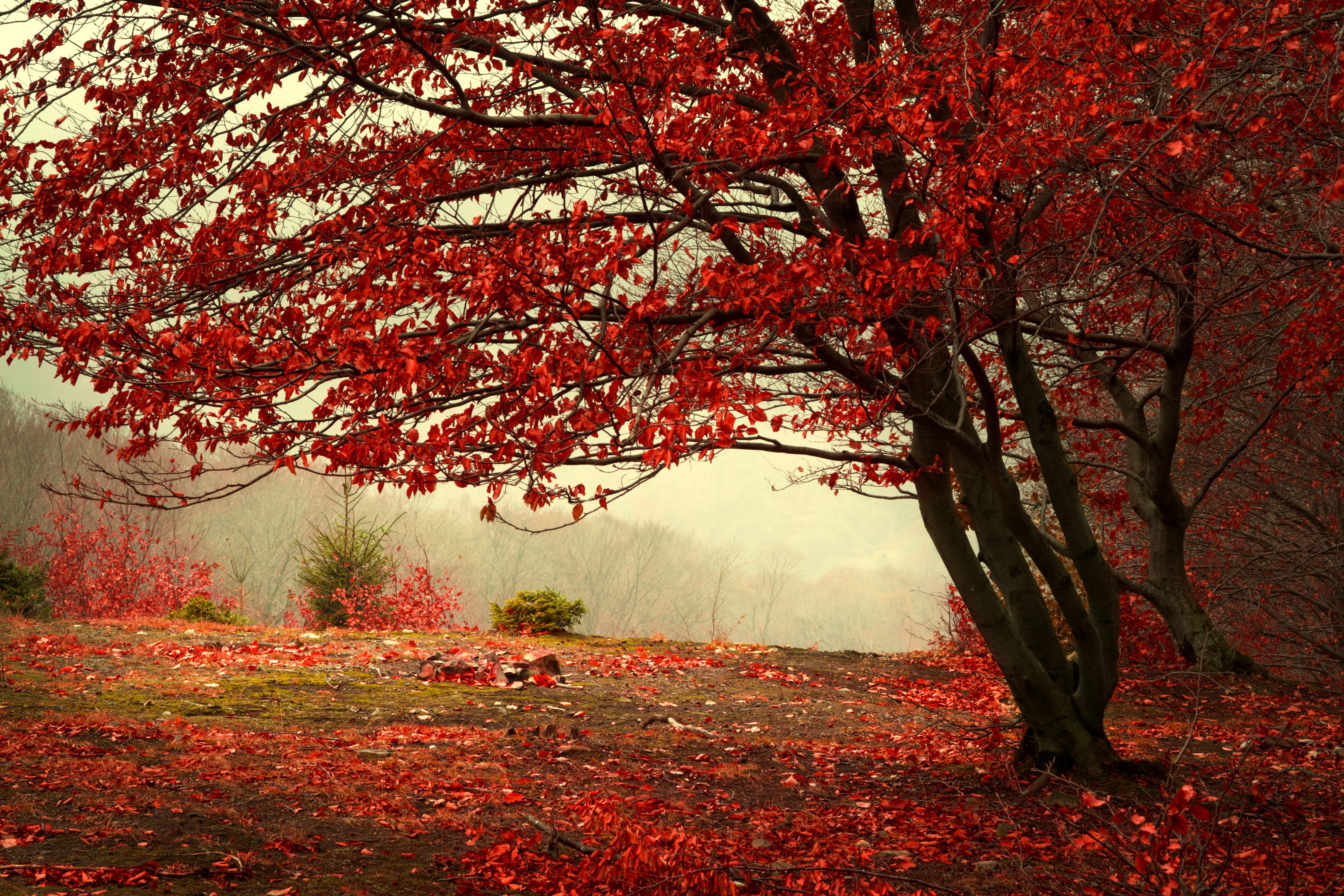 Лес осень клены красный бесплатно