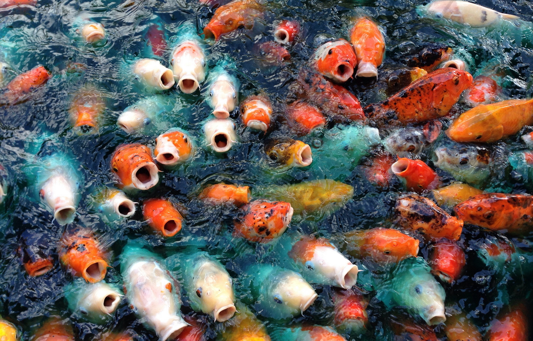 Фото Рыбы Вода Много Животные 2048x1309 воде животное