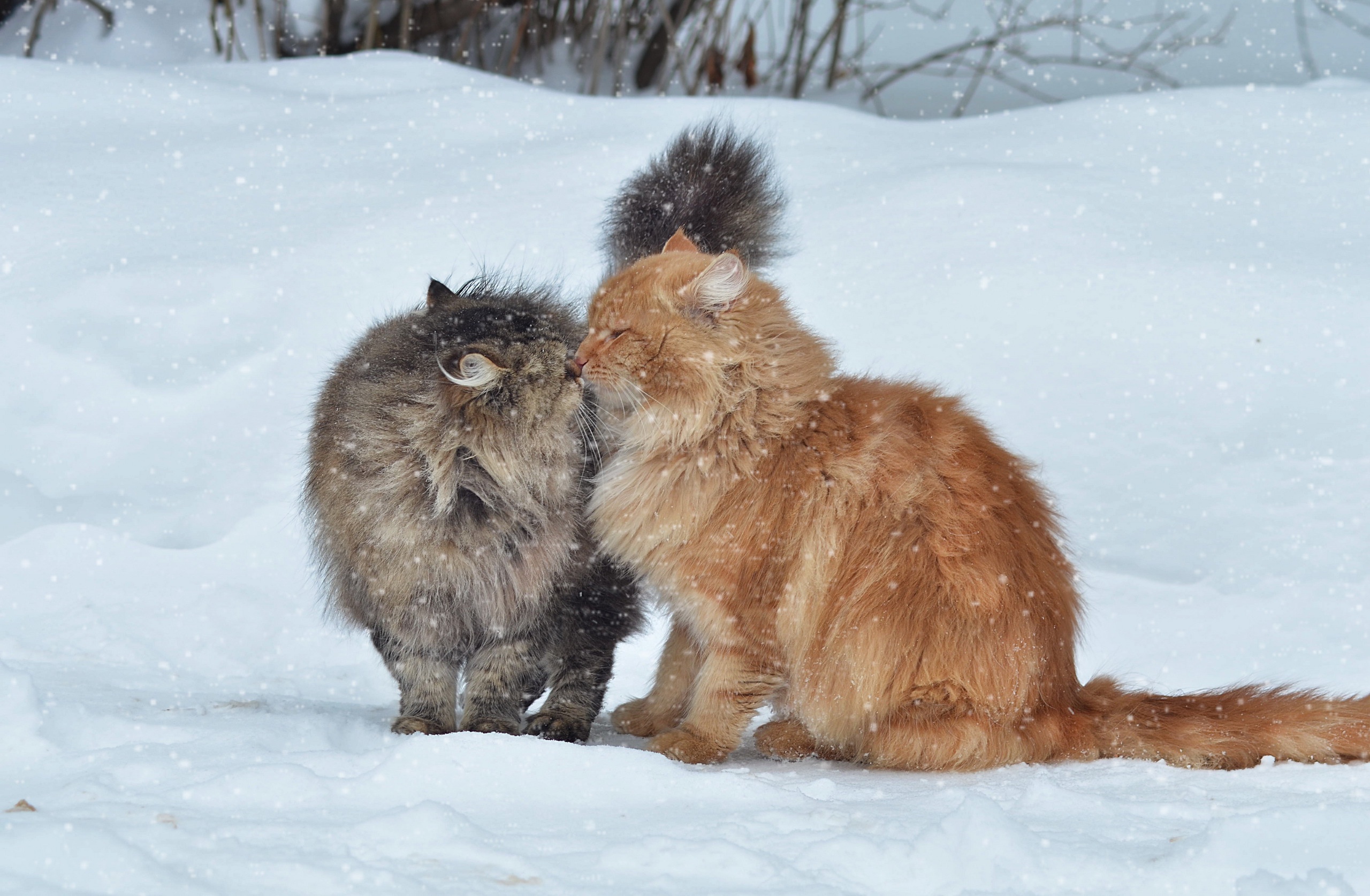 снег зима природа кот животное загрузить