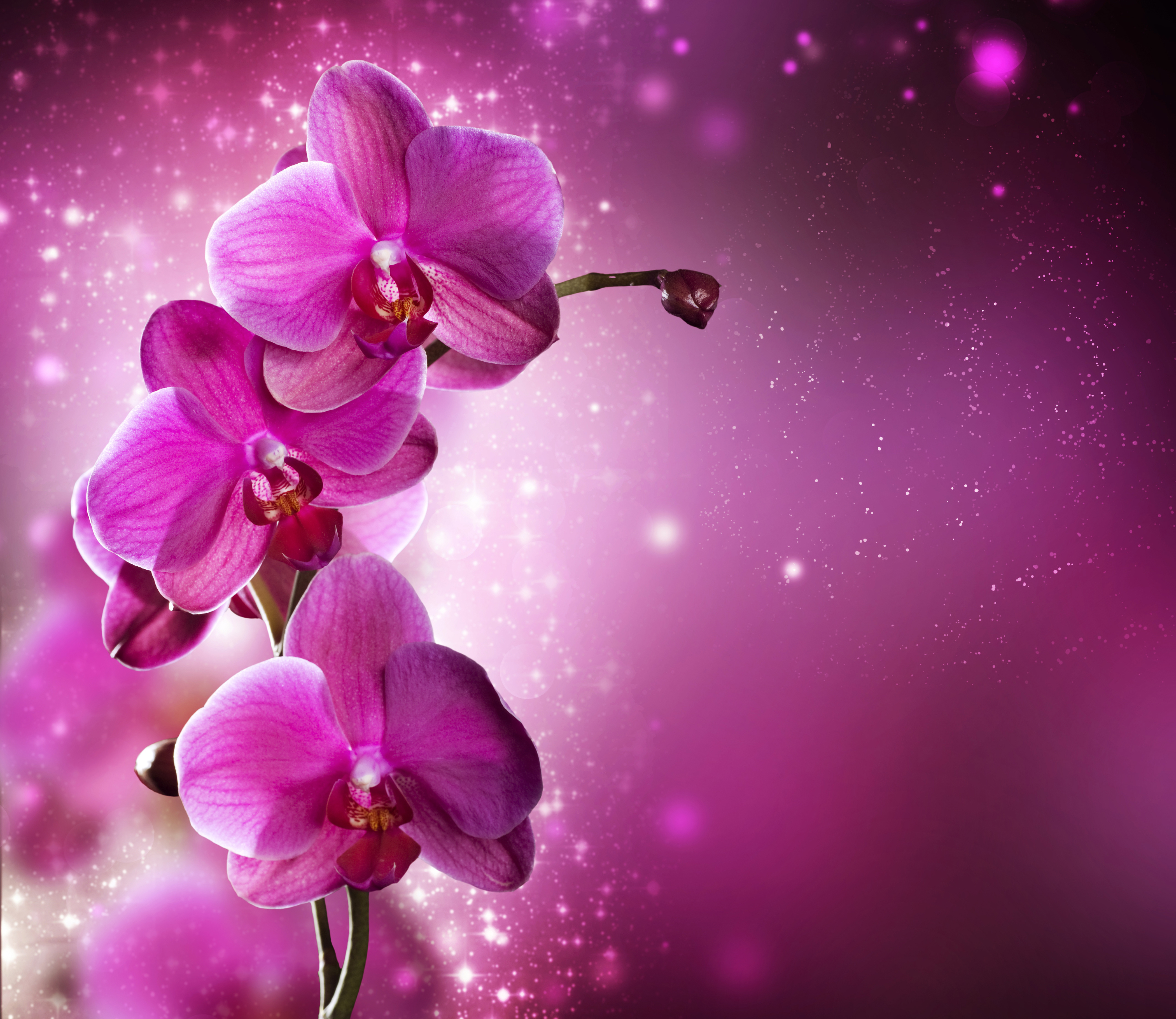 Открытка с днем рождения снохе красивые поздравления. Открытки с орхидеями. С днём рождения орхидеи. Красивые орхидеи с днем рождения. Открытка с юбилеем орхидеи.