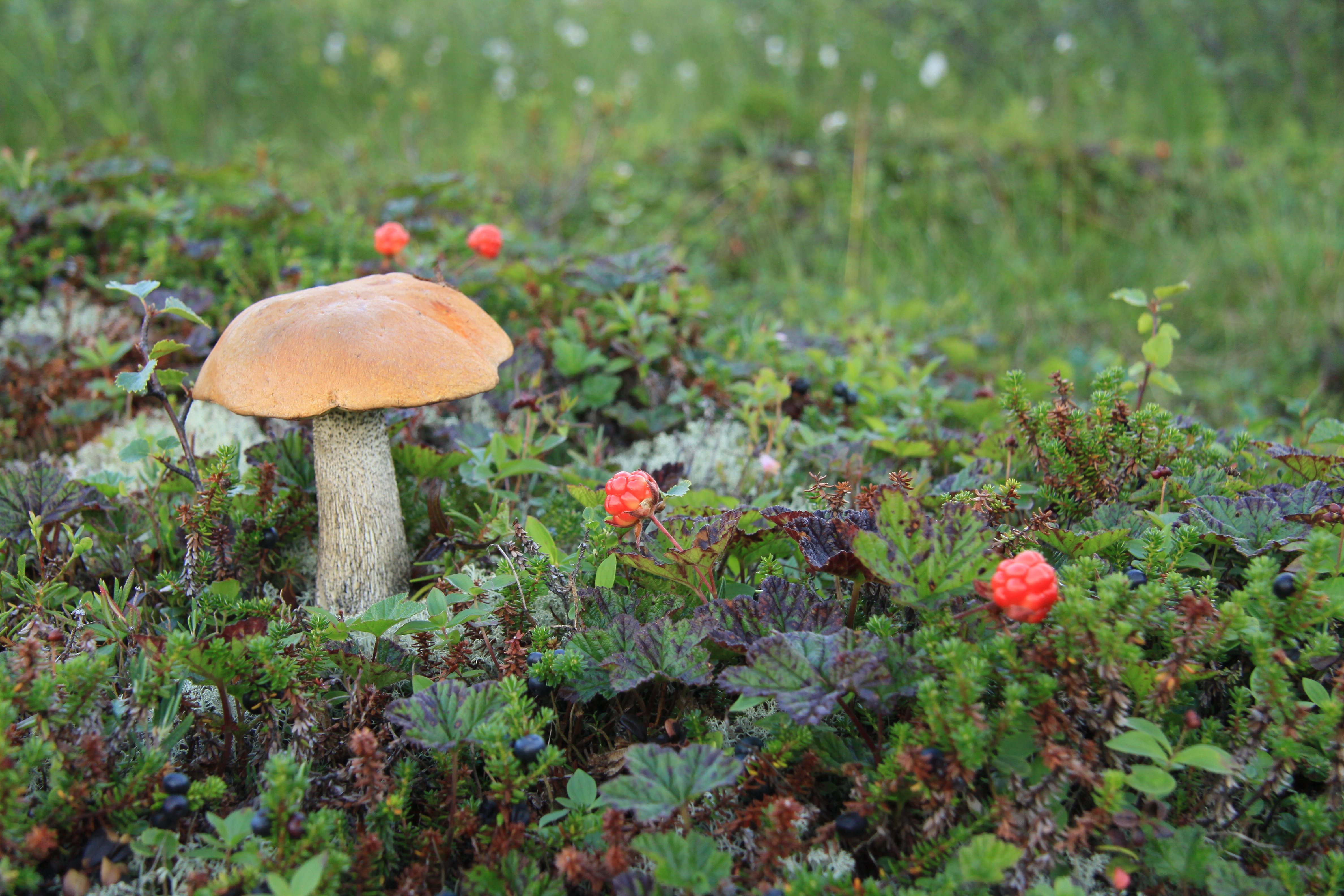 лесные грибы с брусникой скачать