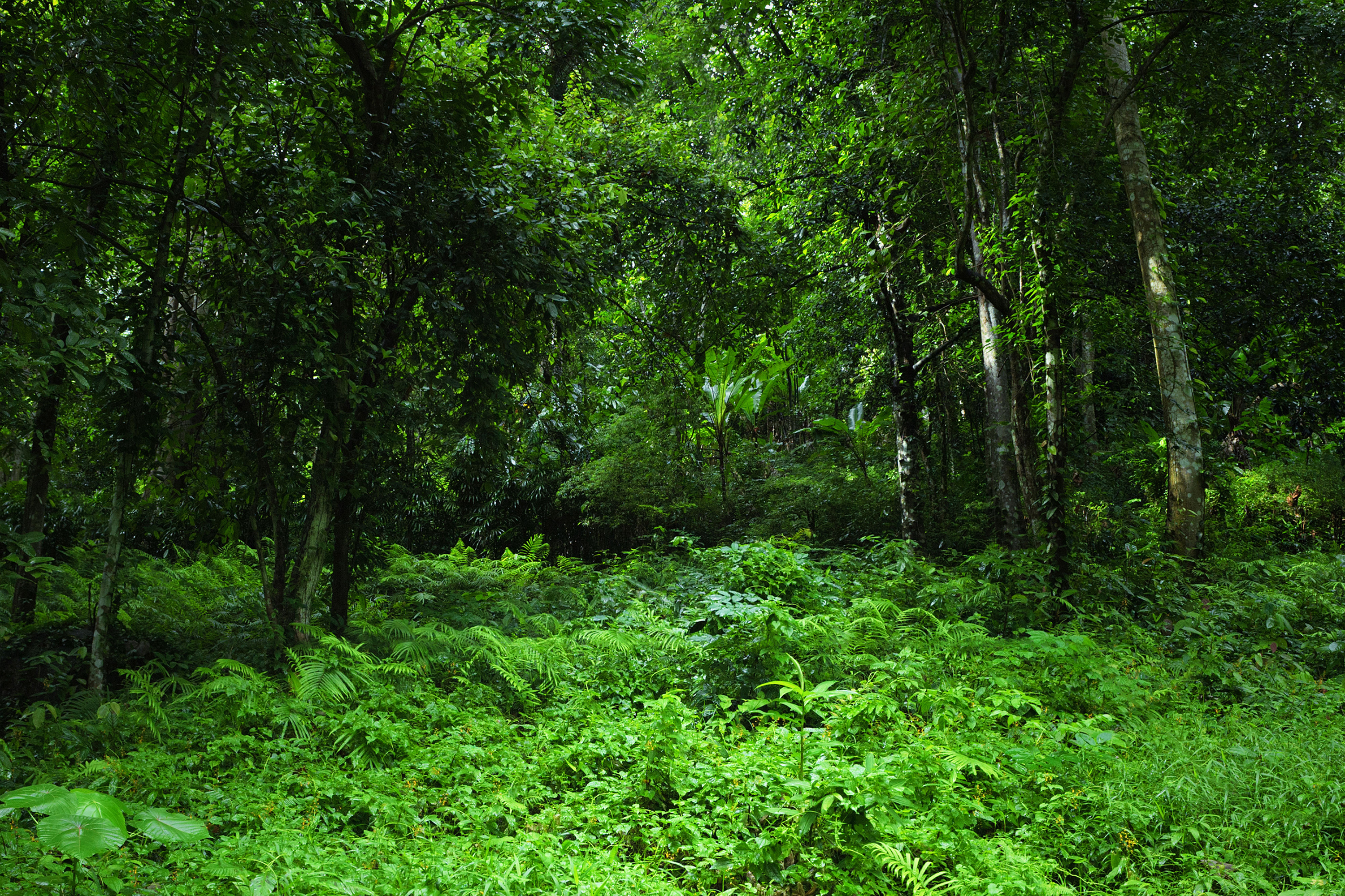 Джангл фото. Самурский лес. Самурский национальный парк. Джунгли это тропические леса. Платан Самурский лес.